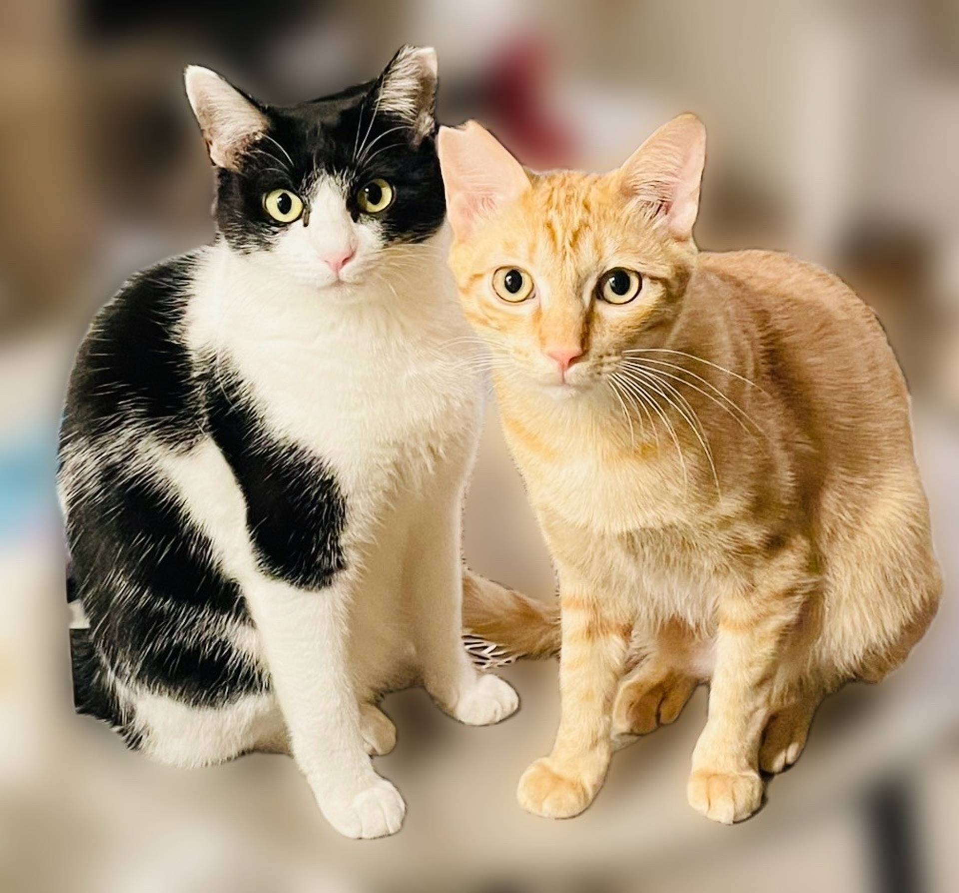 雑種（ミックス猫）・オスの里親募集の写真