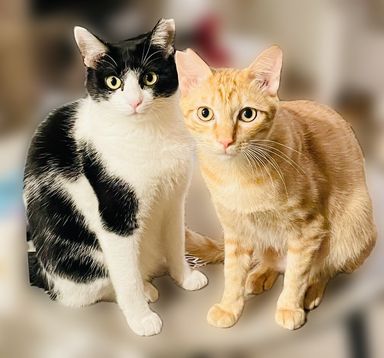 カイとメイ