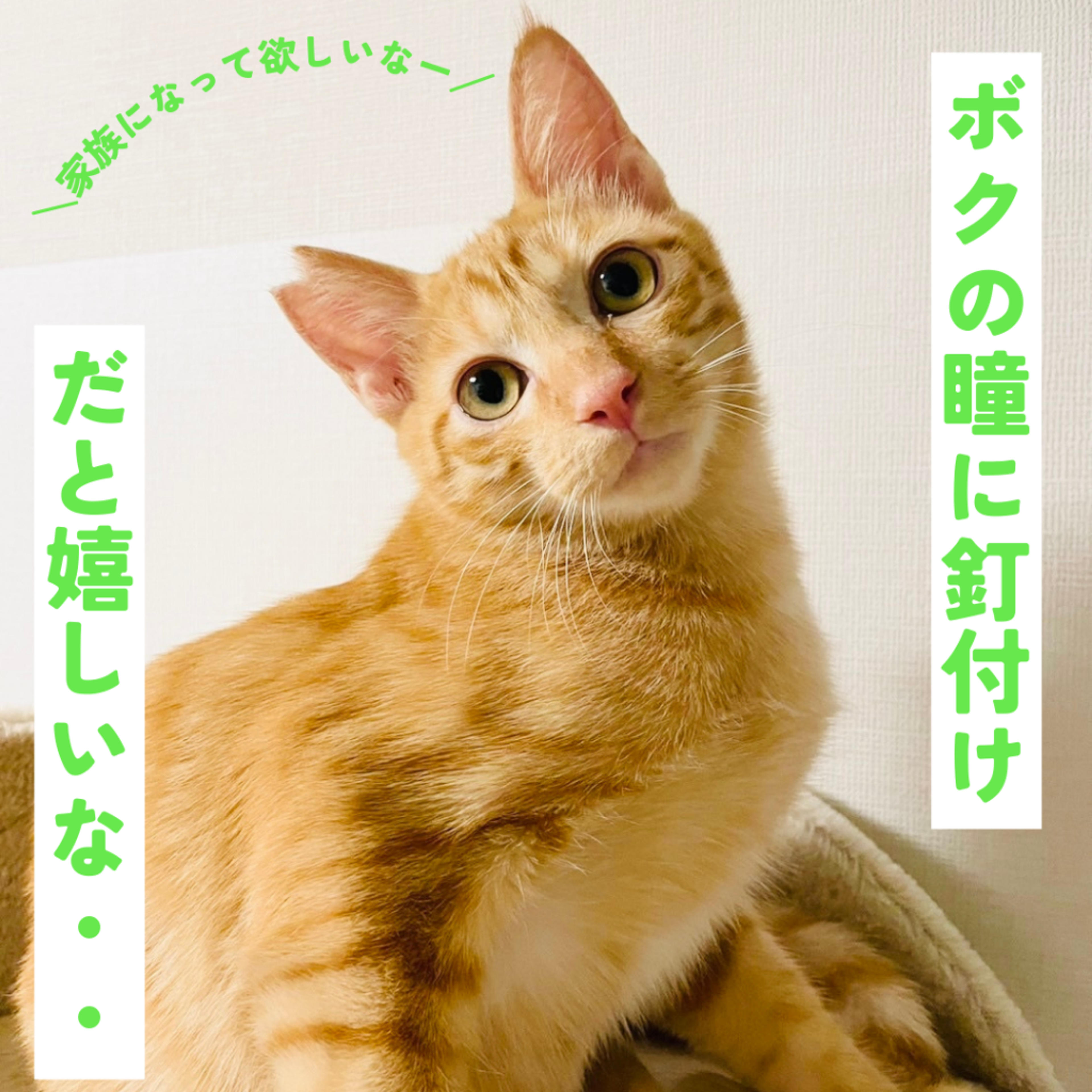 pet-image-6