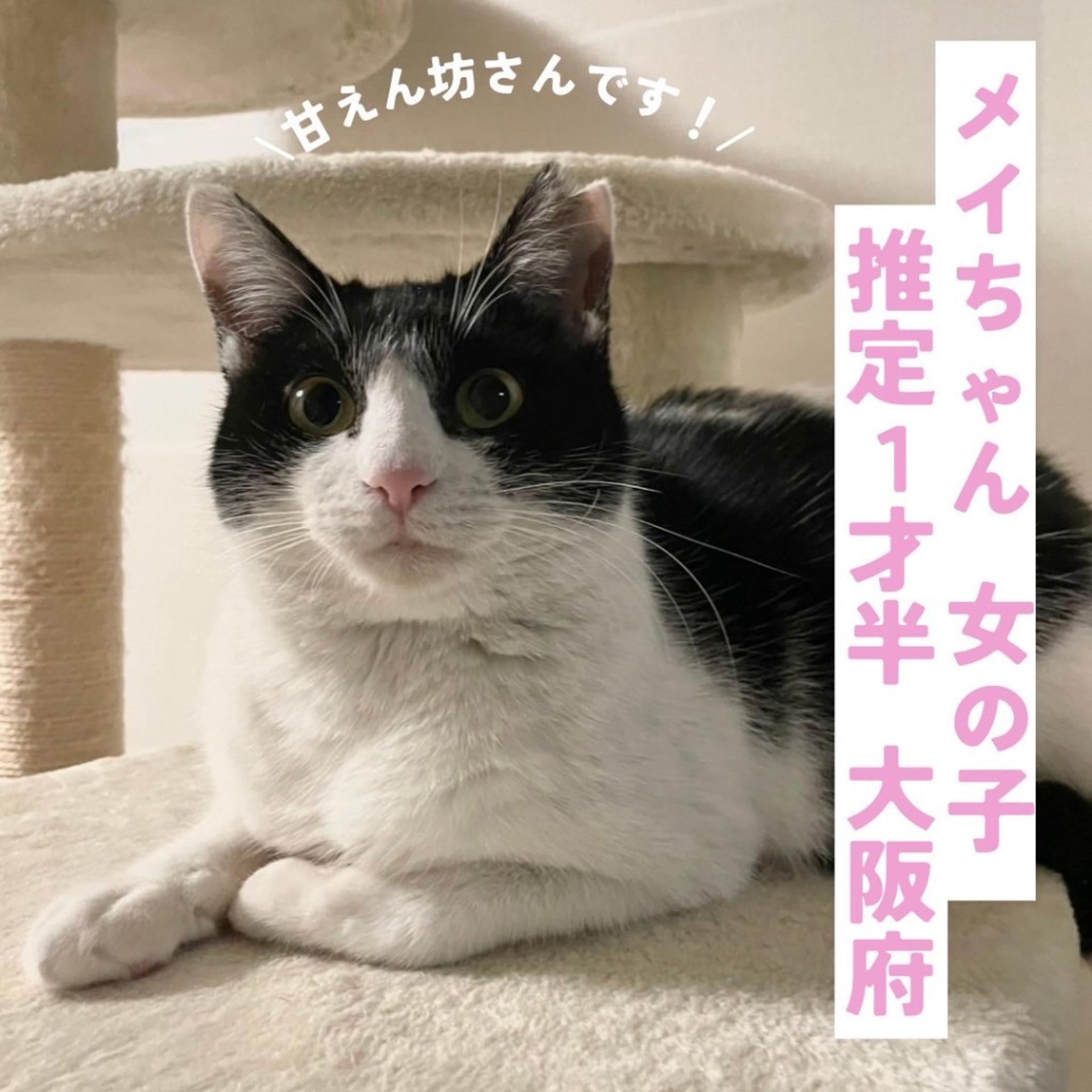 pet-image-7
