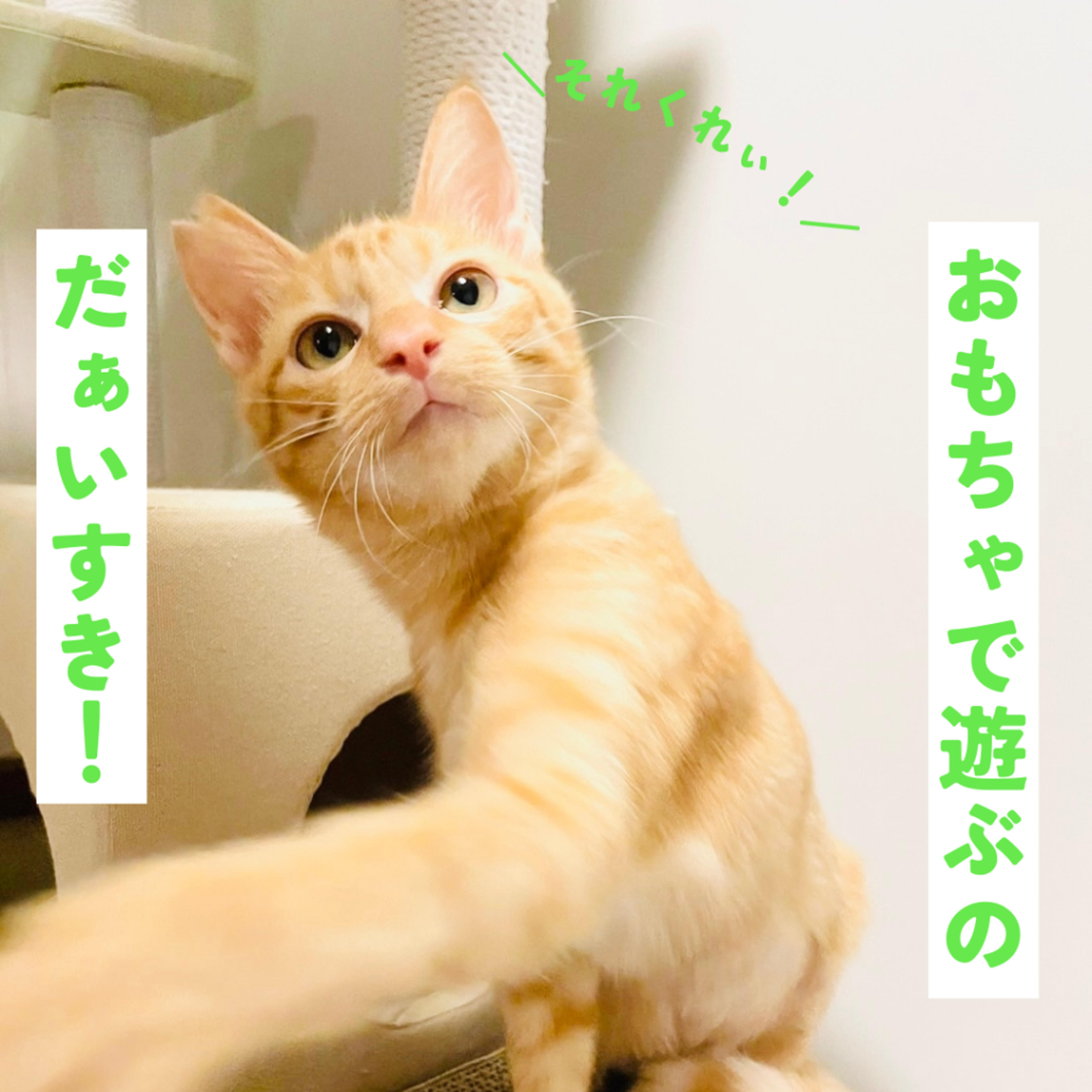 pet-image-8
