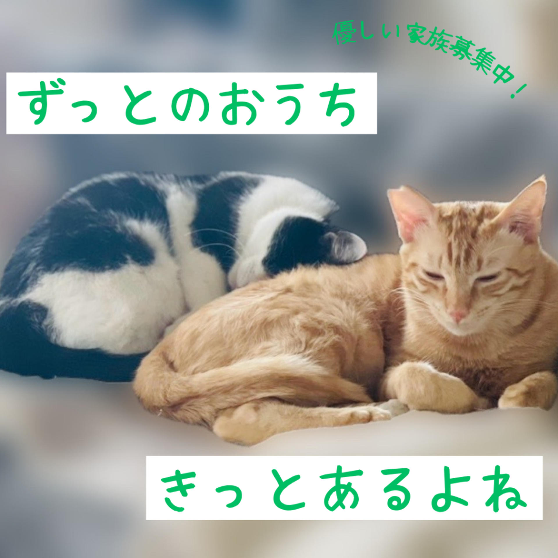 pet-image-4