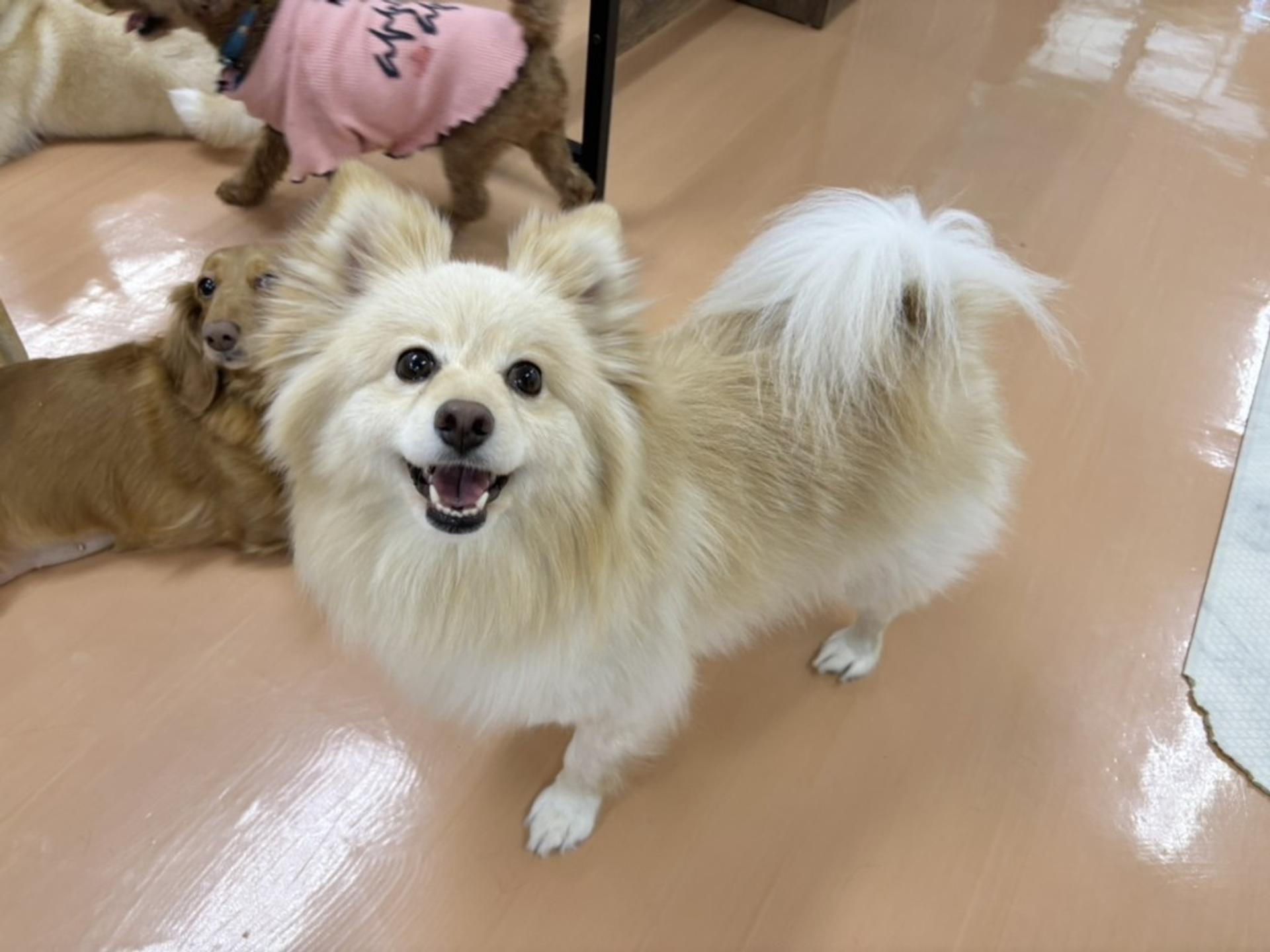 pet-image-2