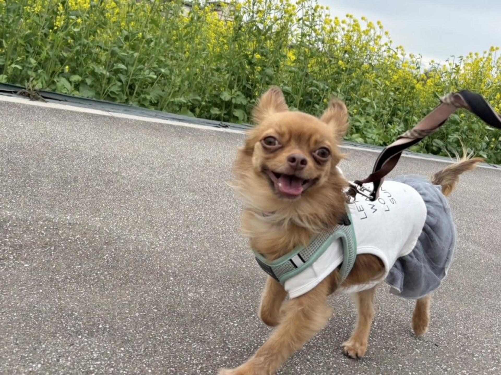 pet-image-2
