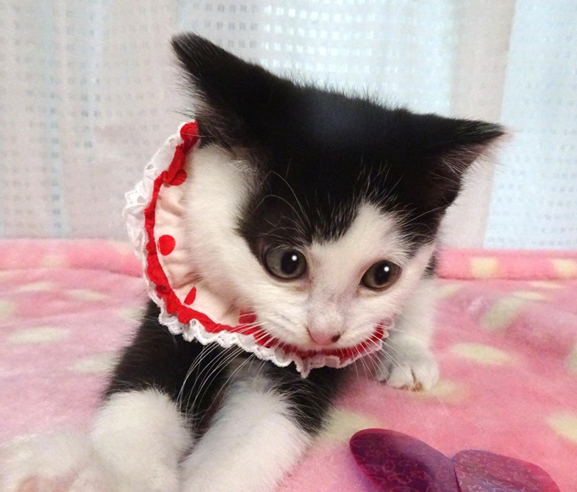 pet-image-4