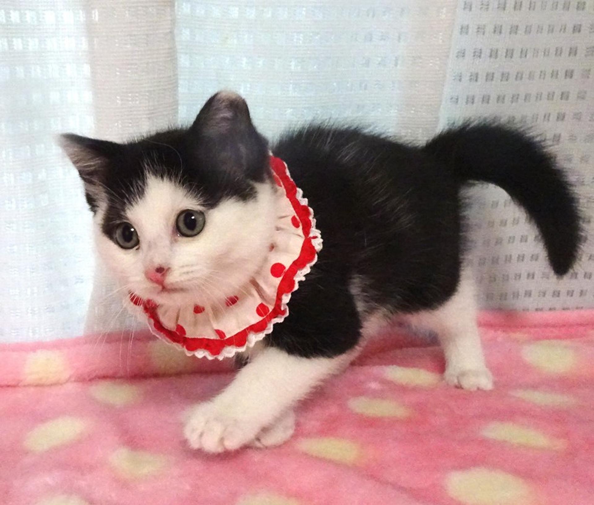 pet-image-5