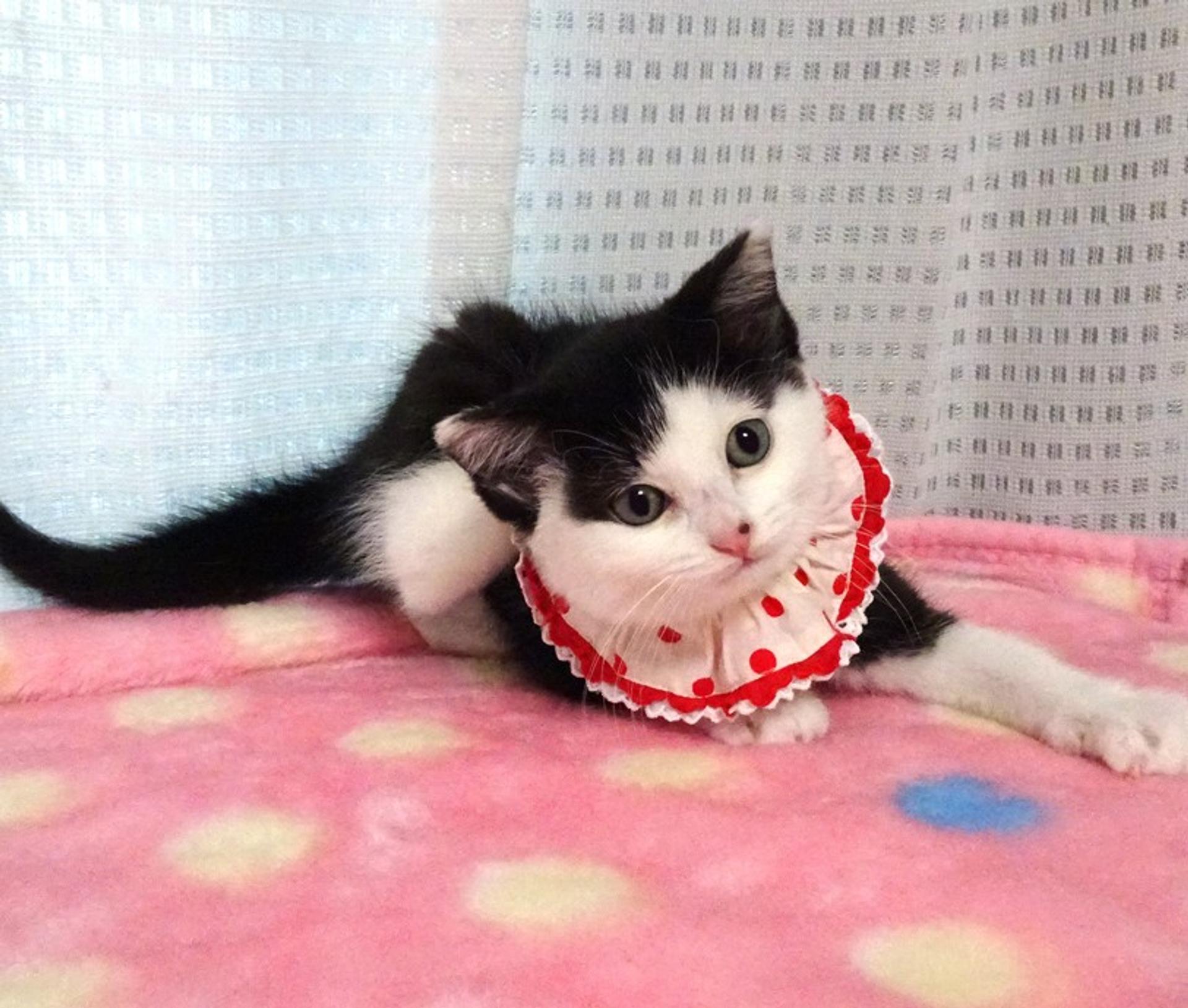 pet-image-7