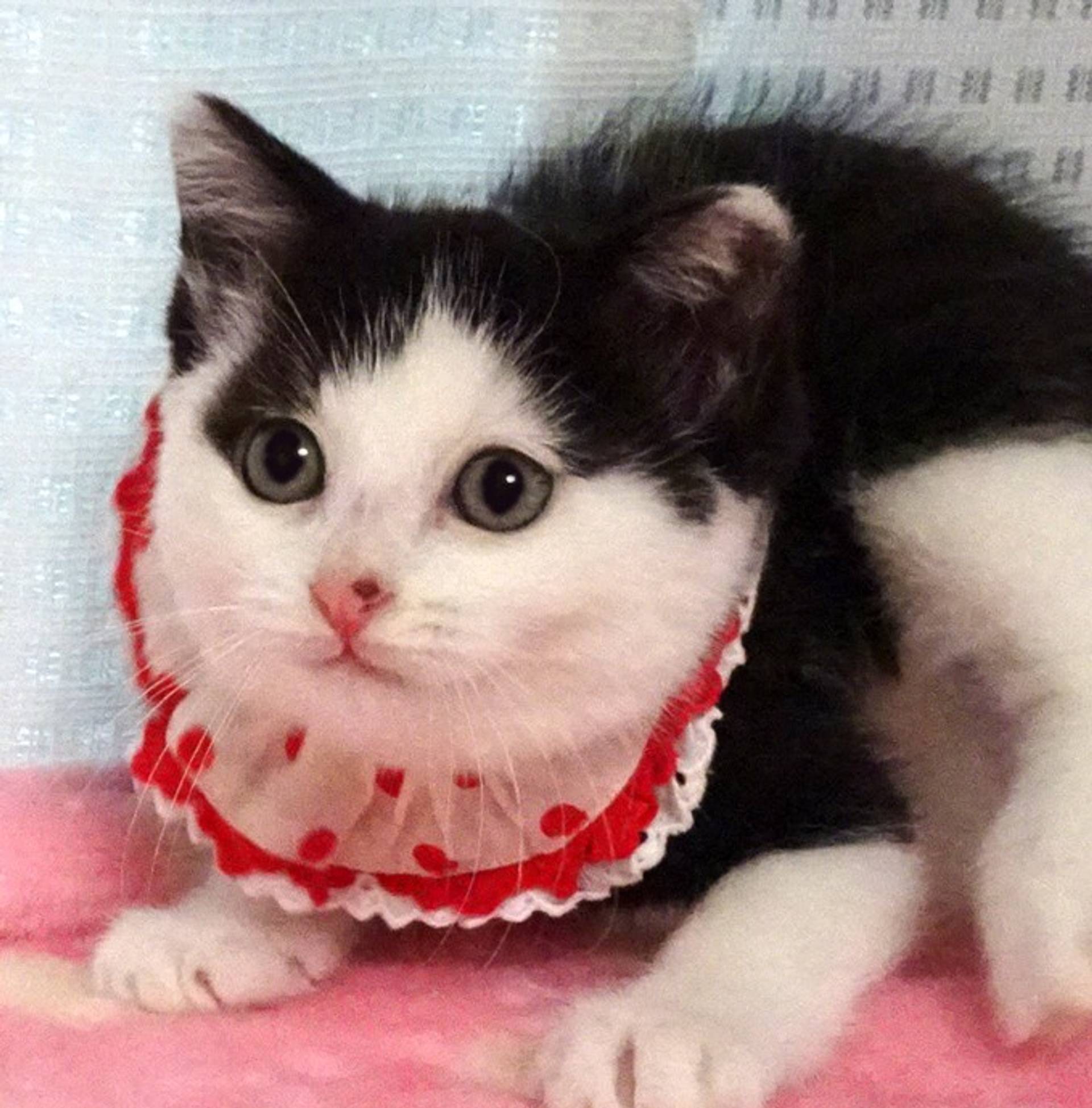雑種（ミックス猫）・メスの里親募集の写真