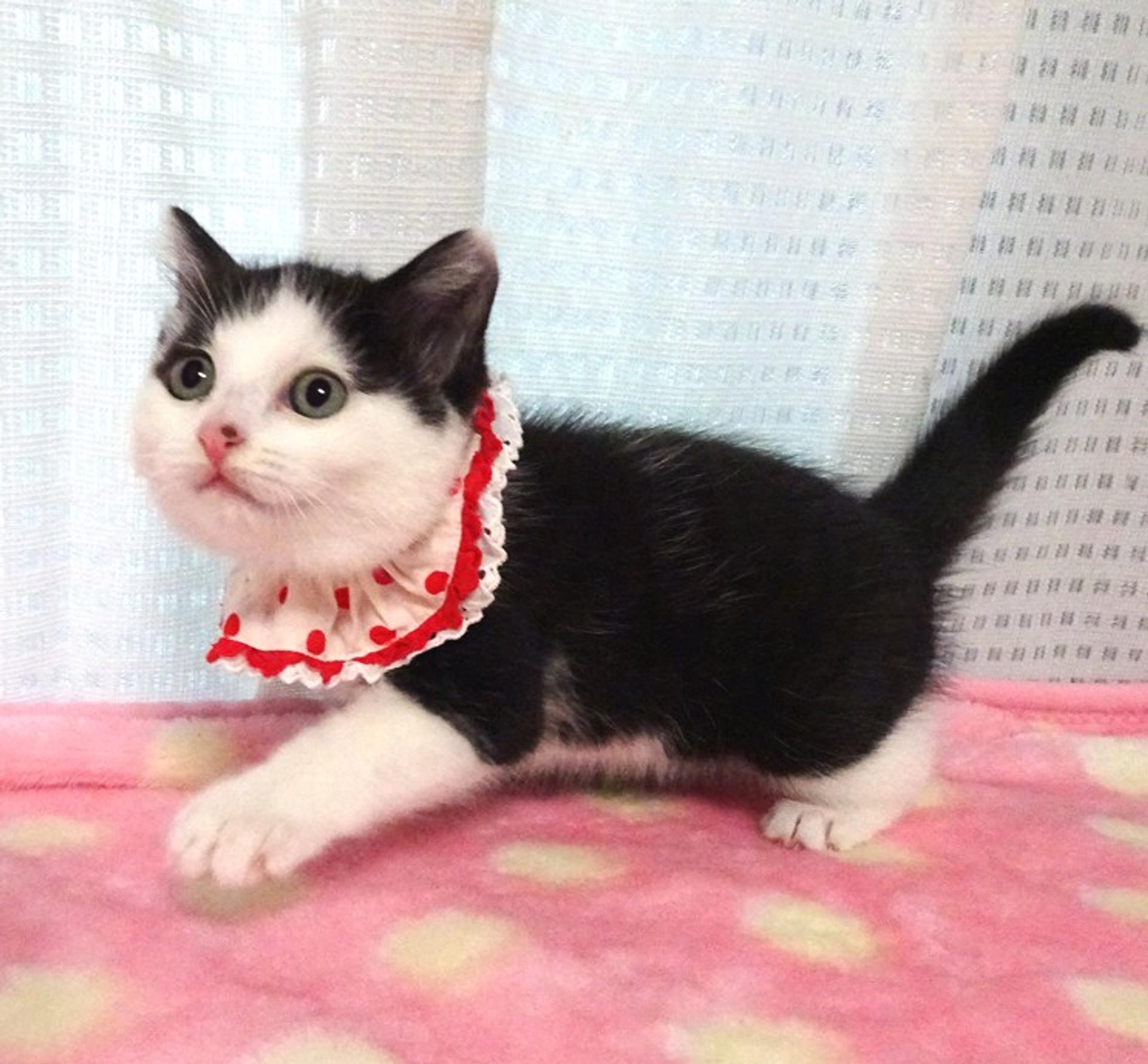 pet-image-2