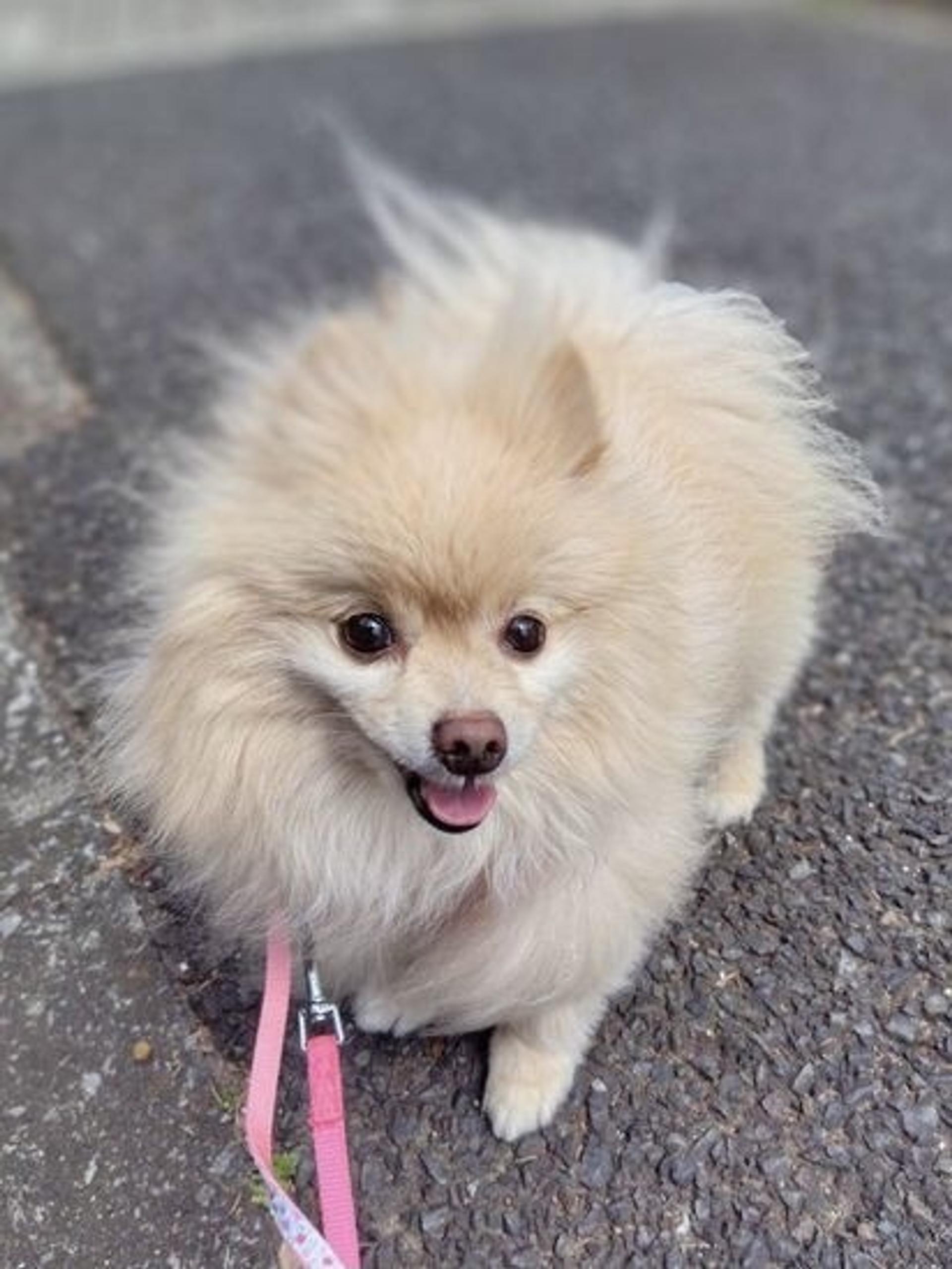 pet-image-2