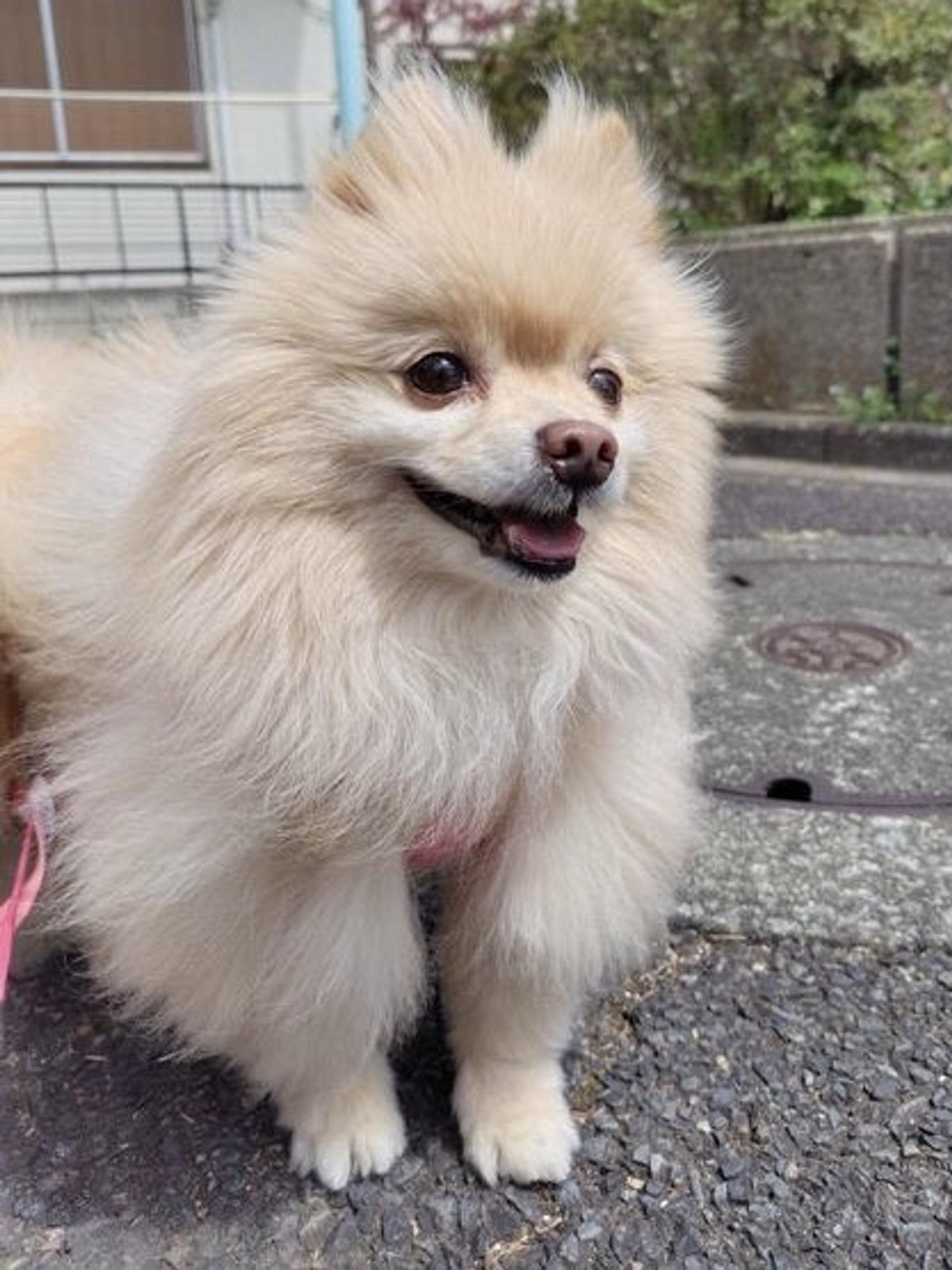 pet-image-4
