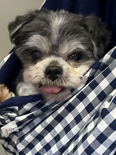 ハロ