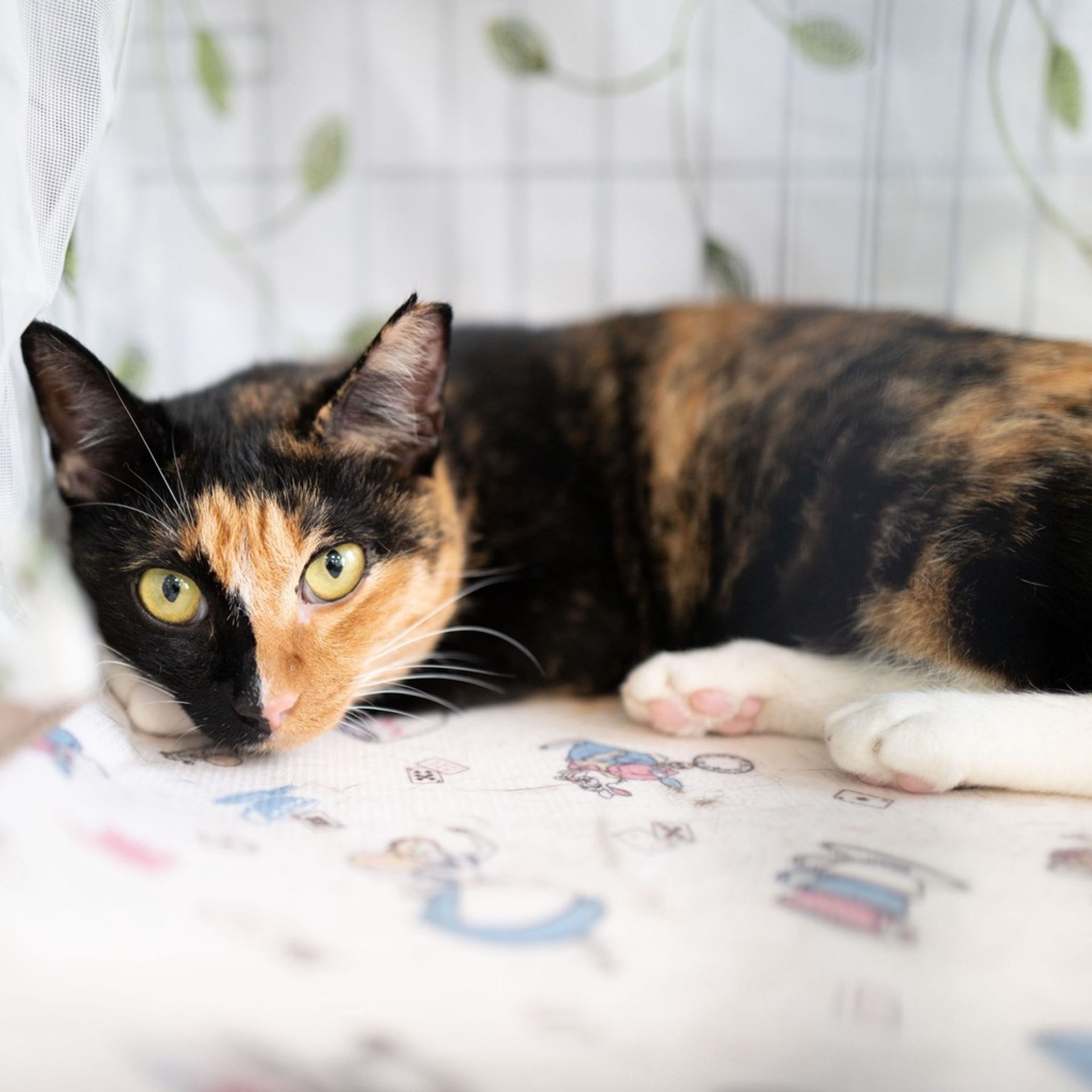 thumbnail-4