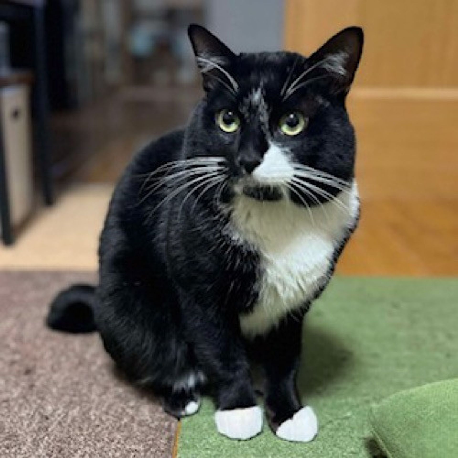 雑種（ミックス猫）・オスの里親募集の写真