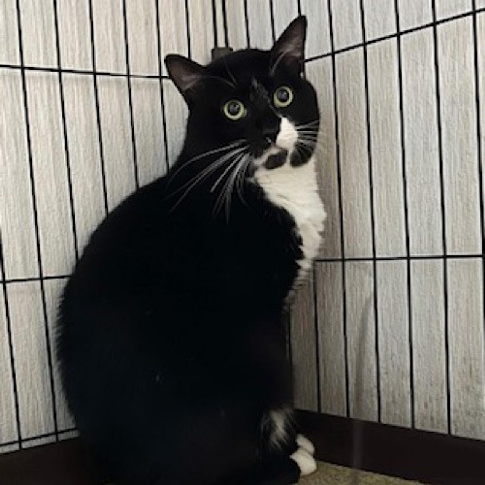 pet-image-4