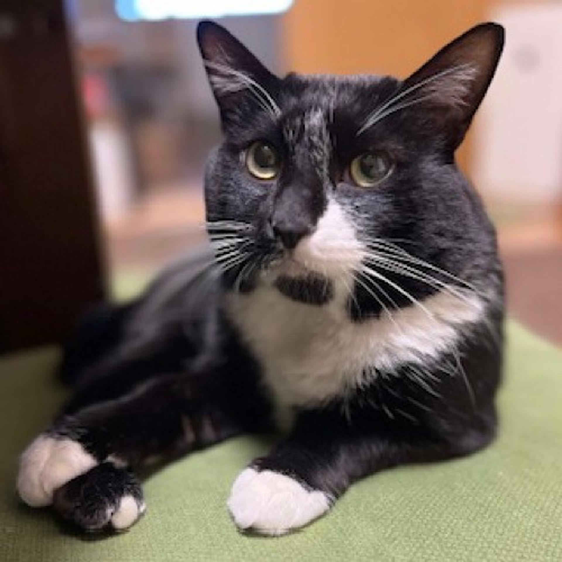 pet-image-5
