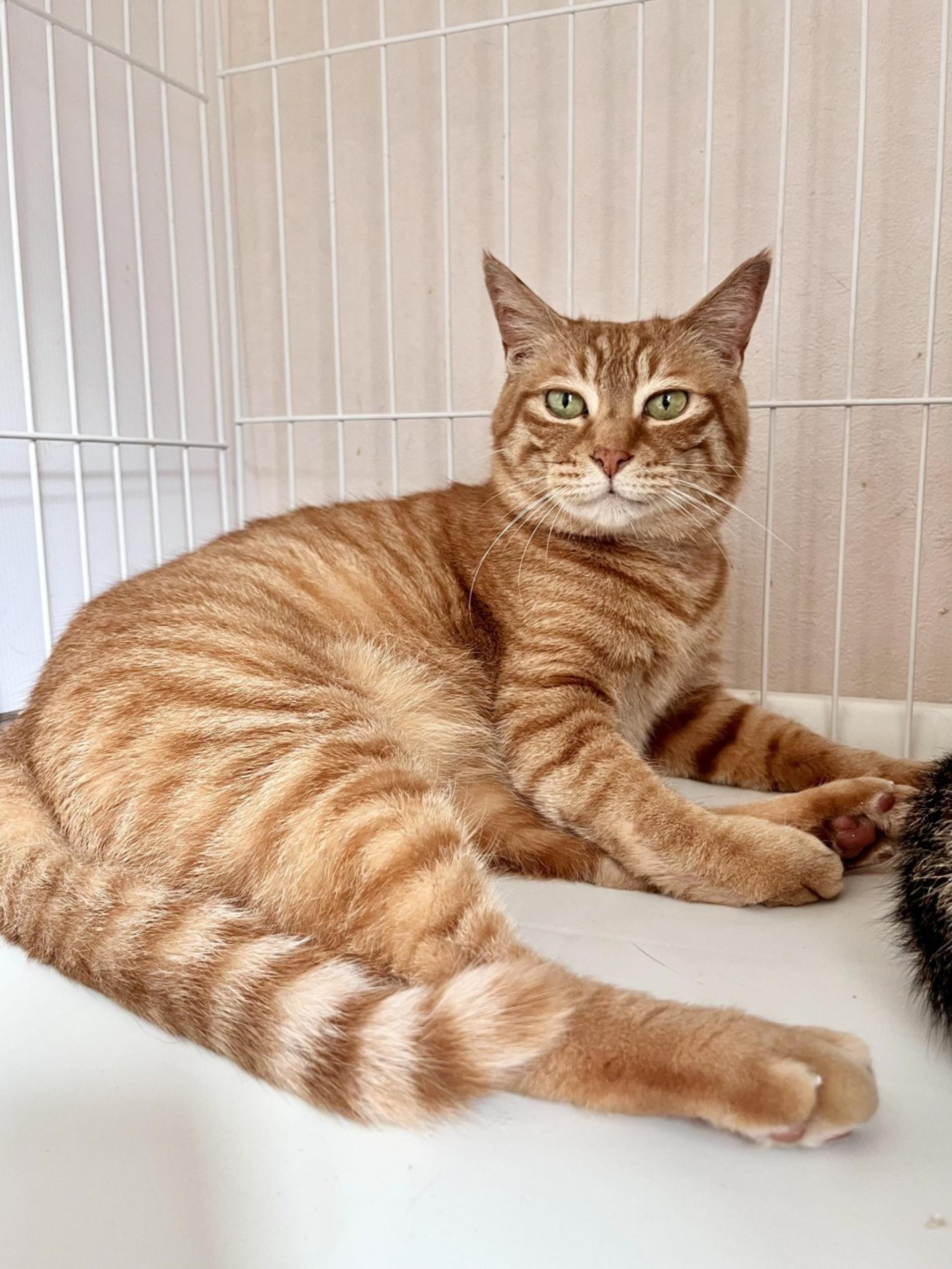 pet-image-6