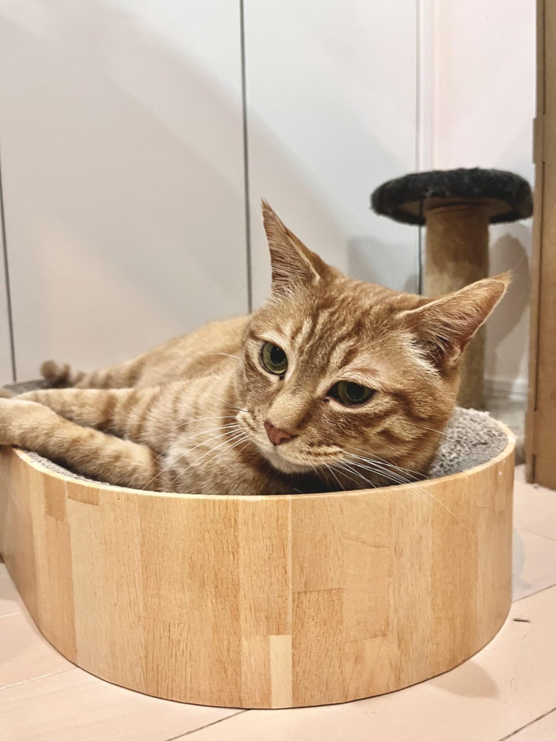 pet-image-5