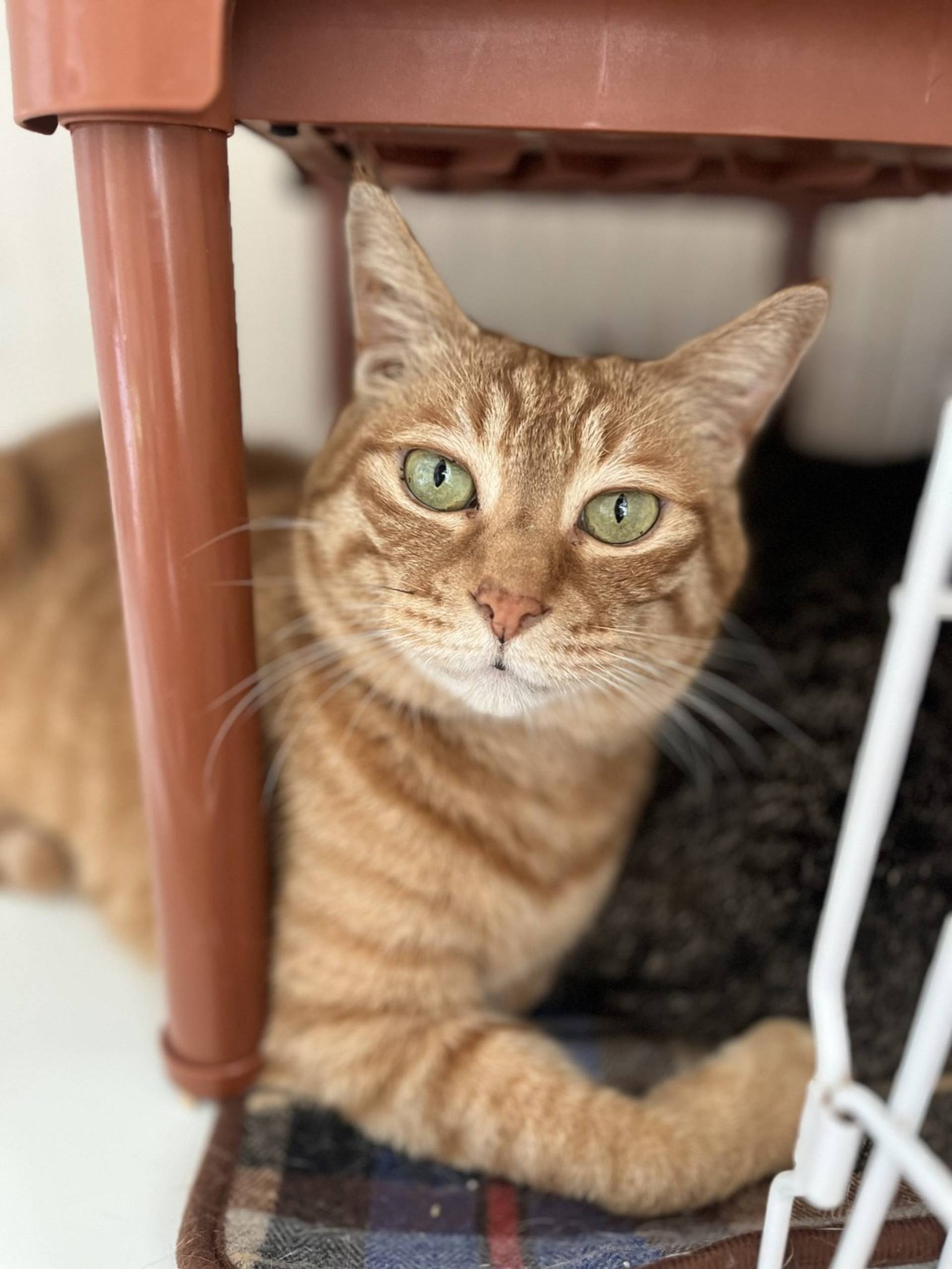 雑種（ミックス猫）・オスの里親募集の写真