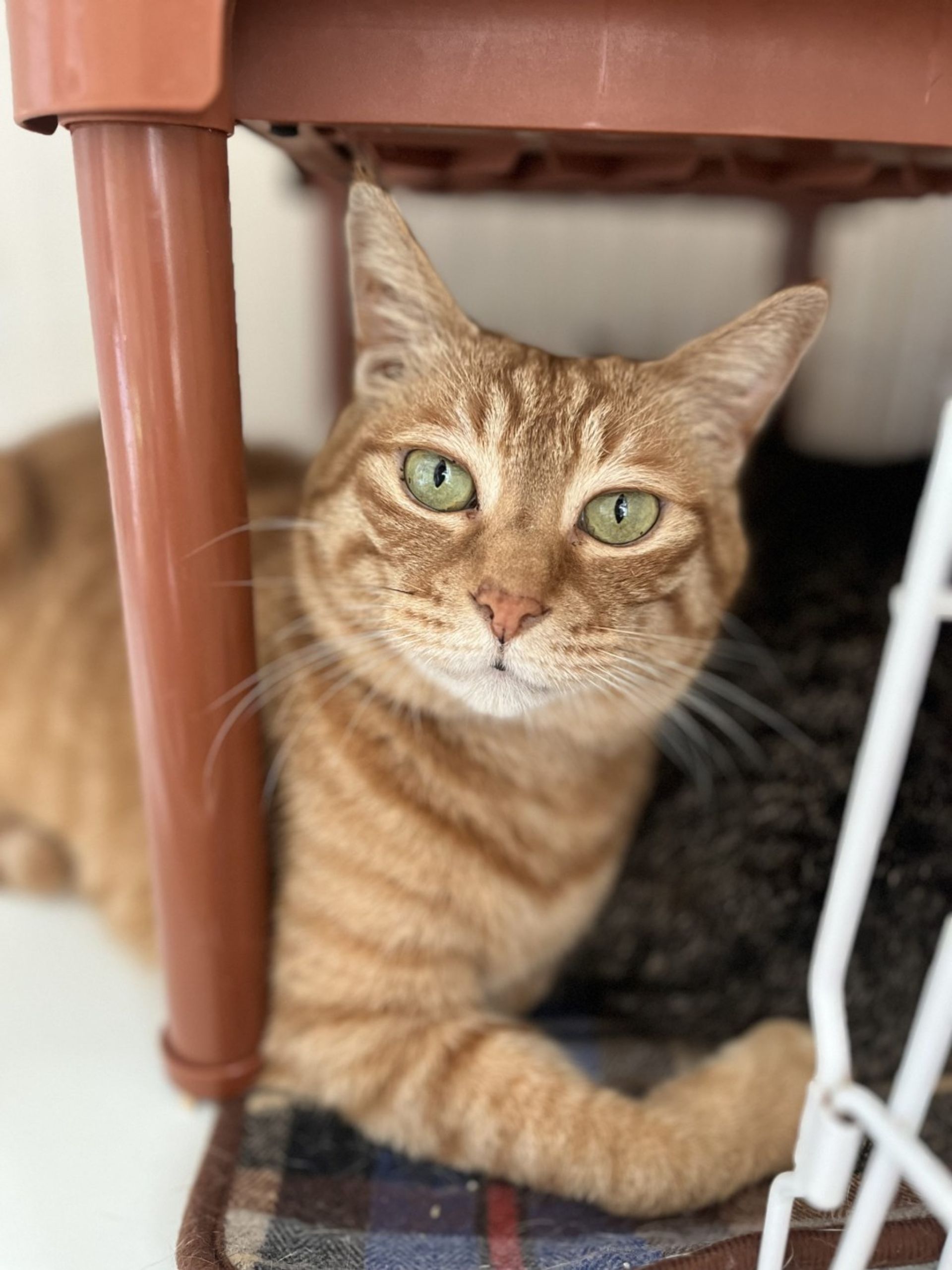 雑種（ミックス猫）・オスの里親募集の写真