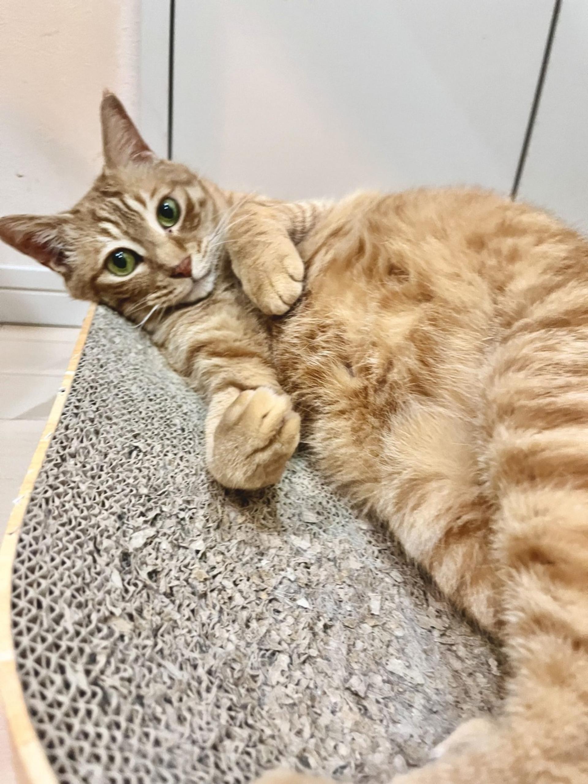 pet-image-2