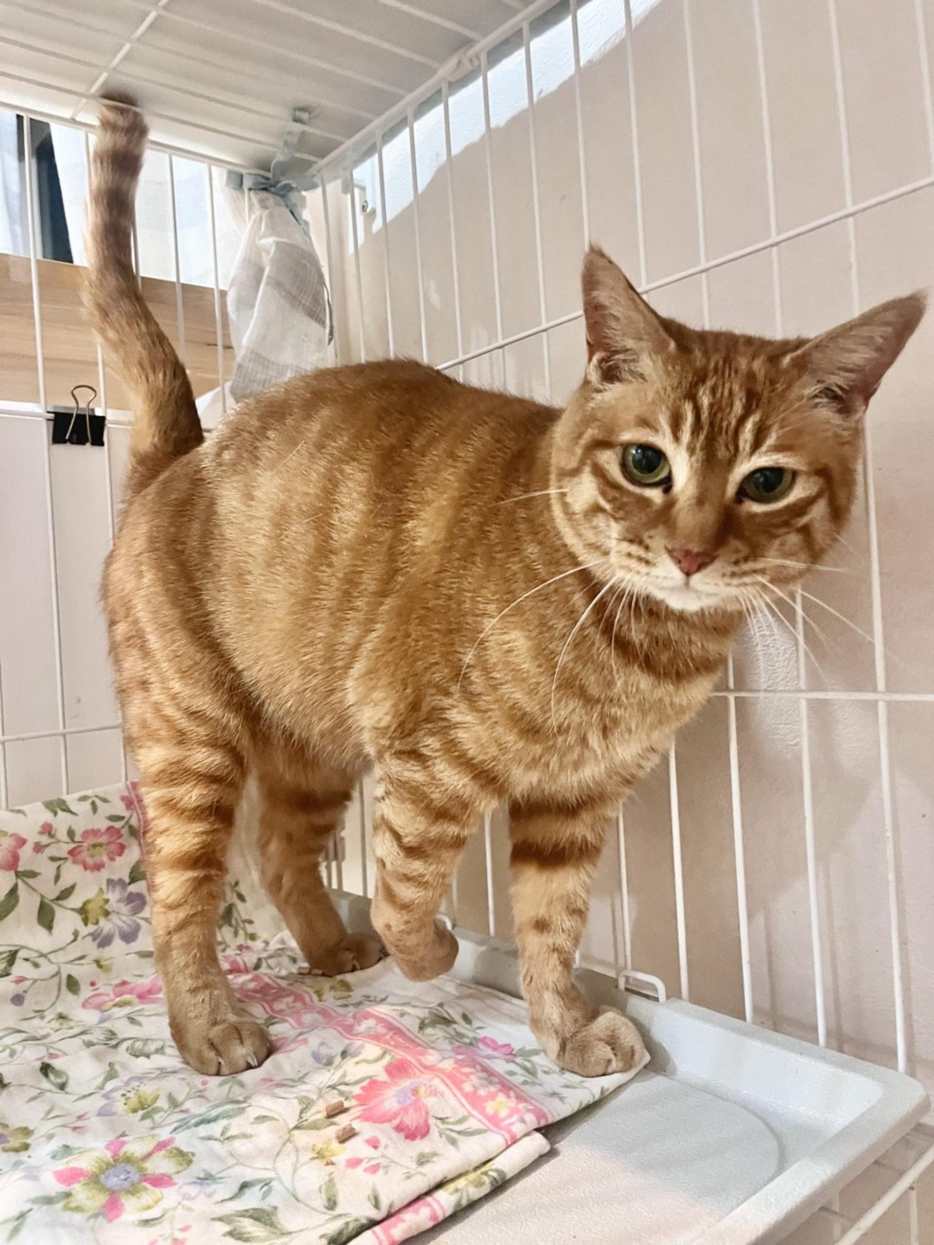 pet-image-3