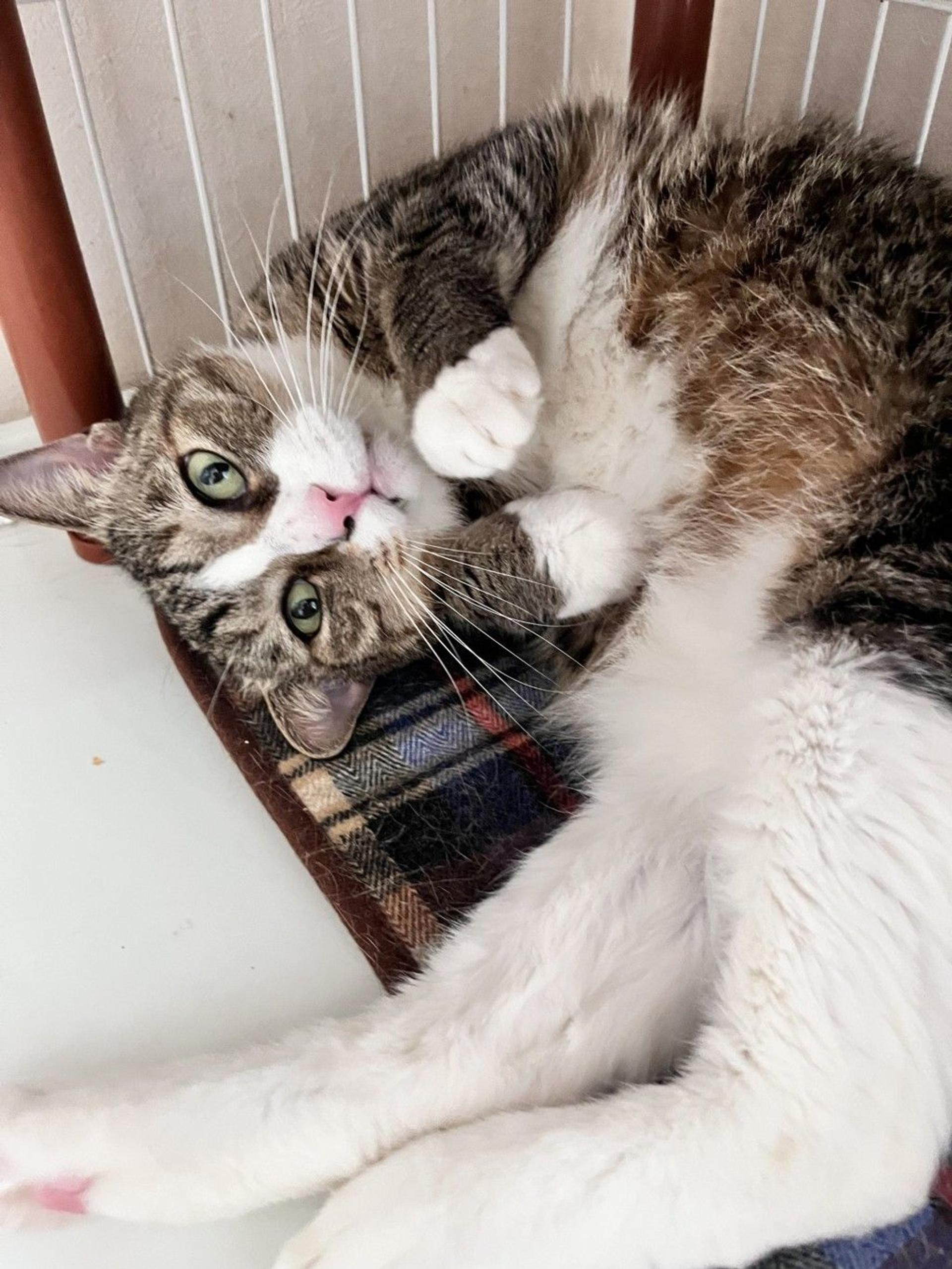 pet-image-4