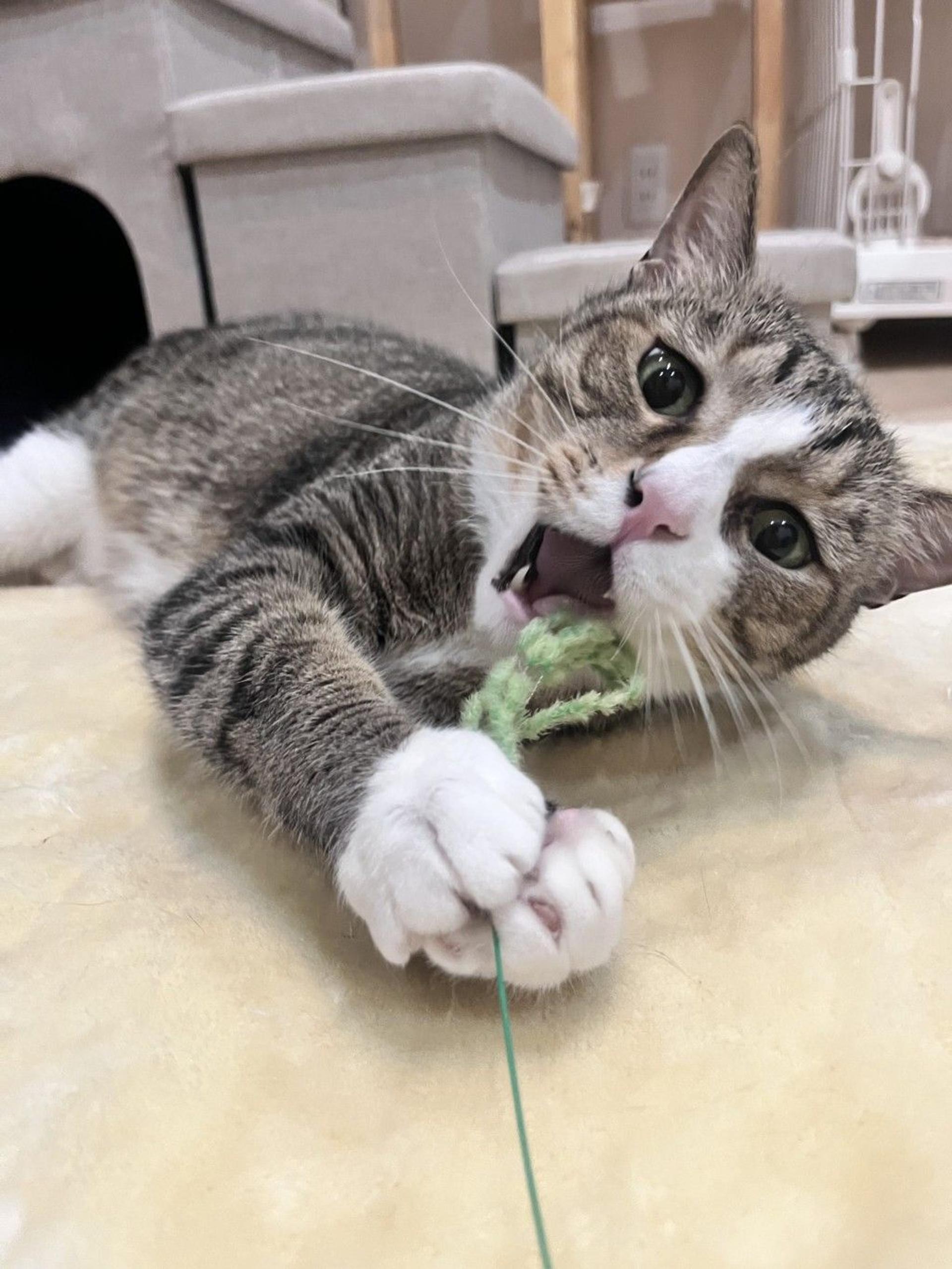 pet-image-6