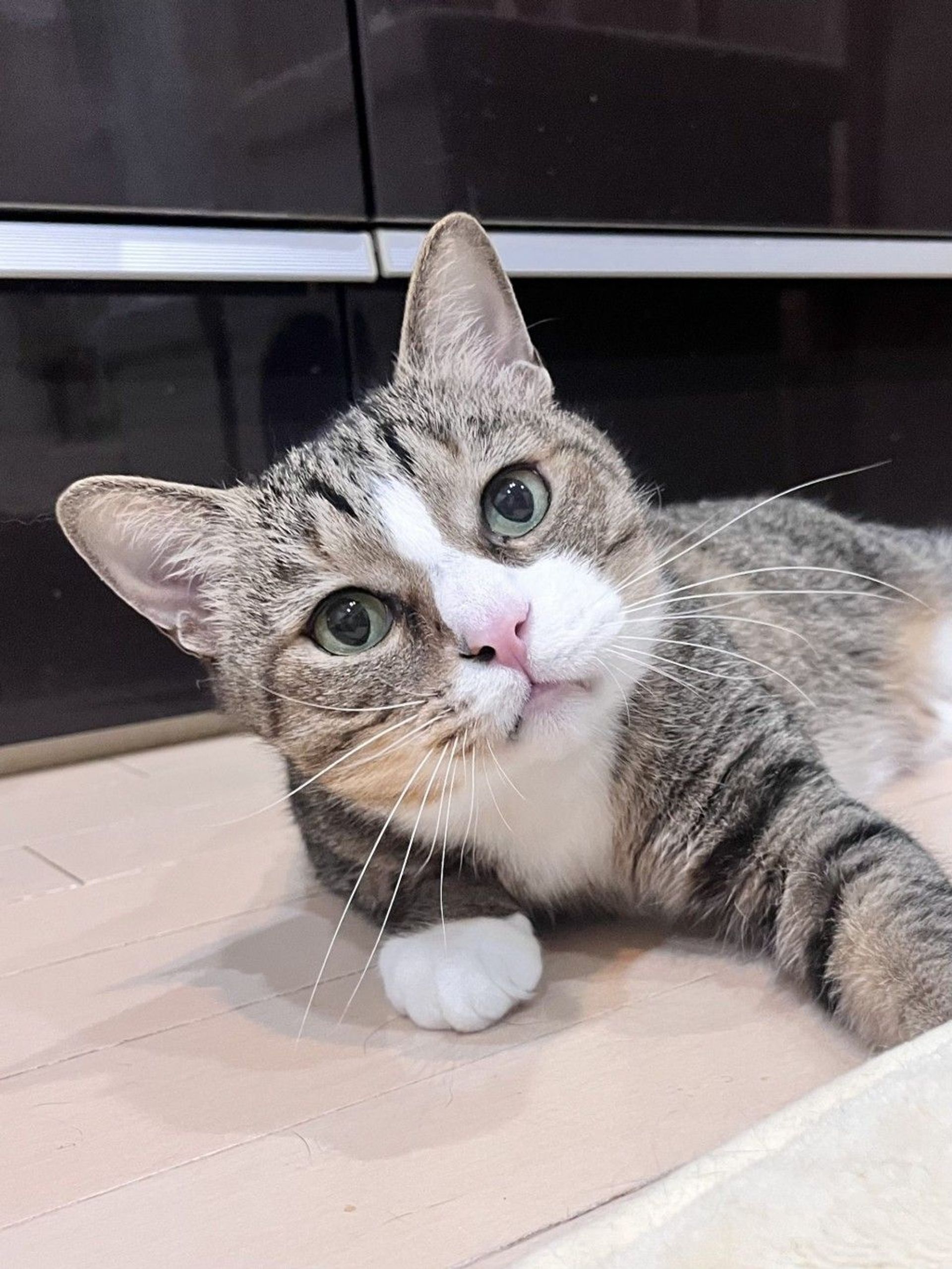 雑種（ミックス猫）・オスの里親募集の写真
