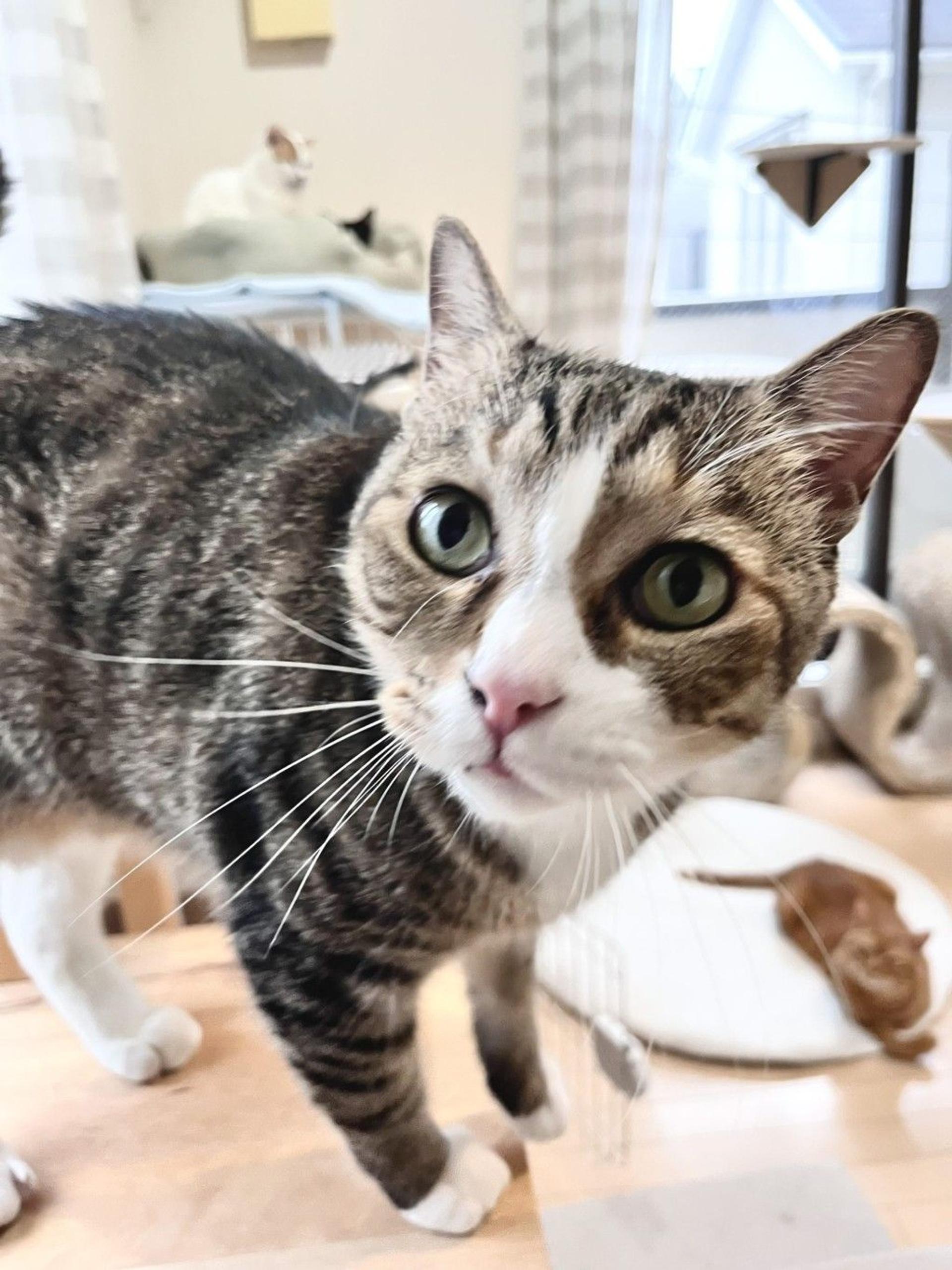 pet-image-2