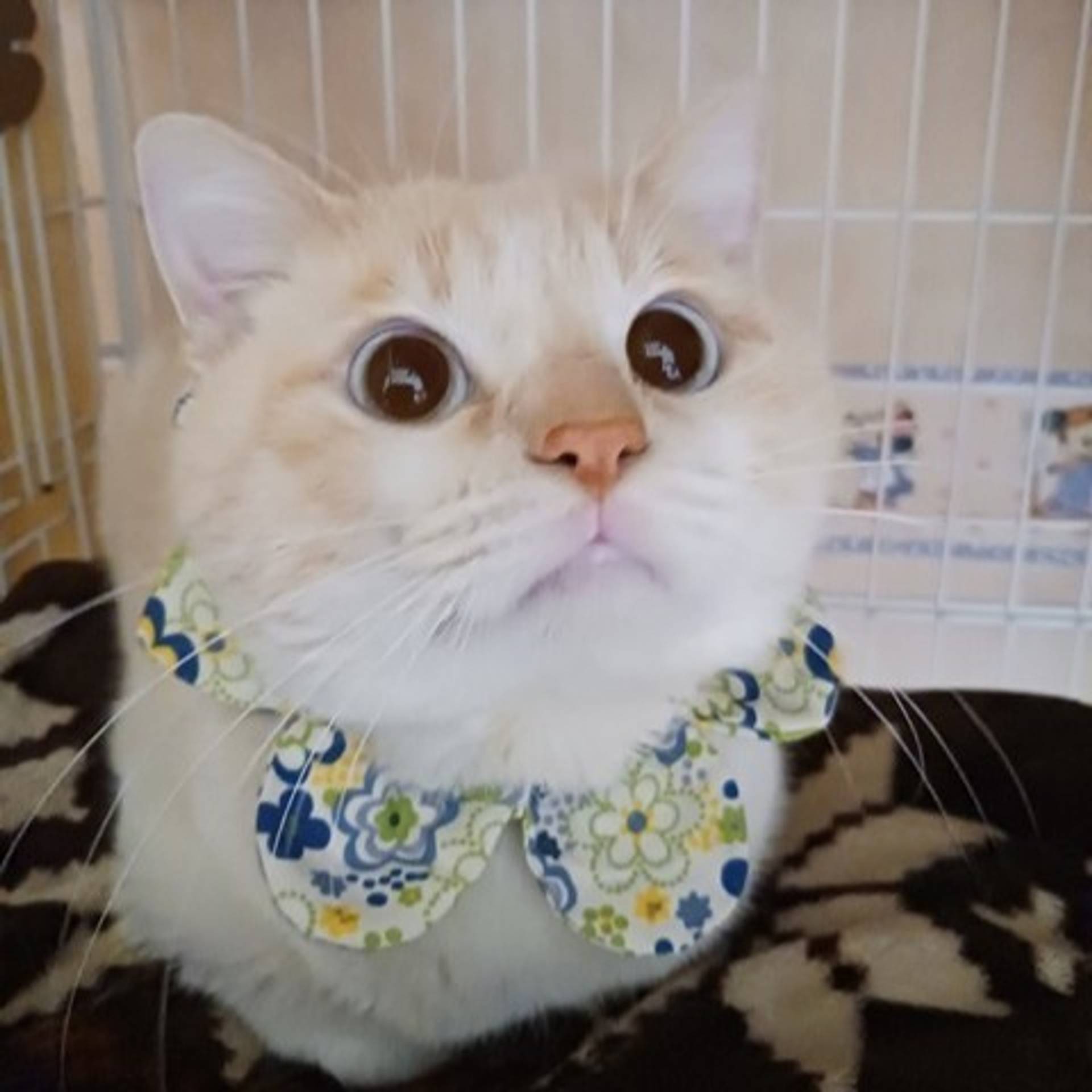 雑種（ミックス猫）・オスの里親募集の写真