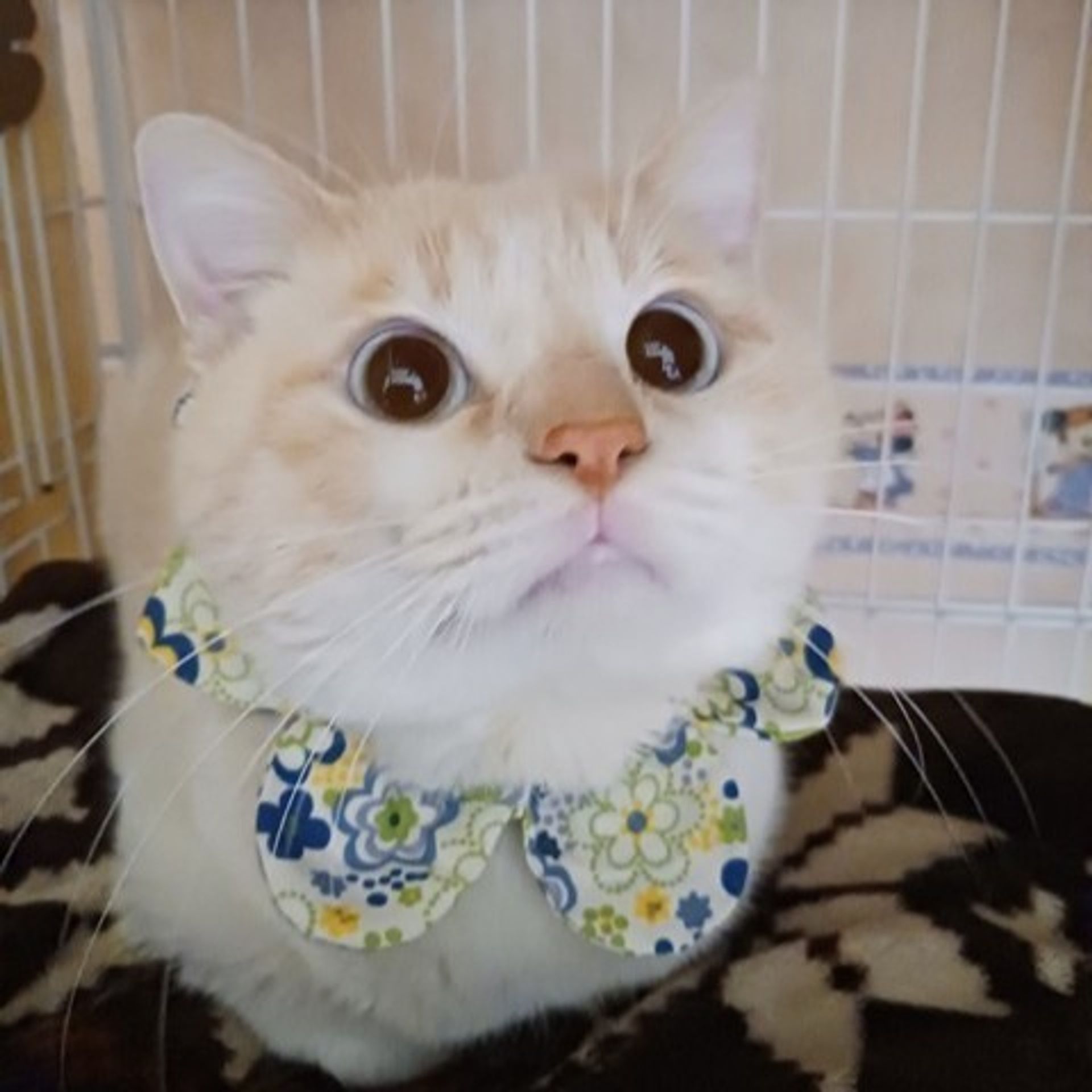 雑種（ミックス猫）・オスの里親募集の写真