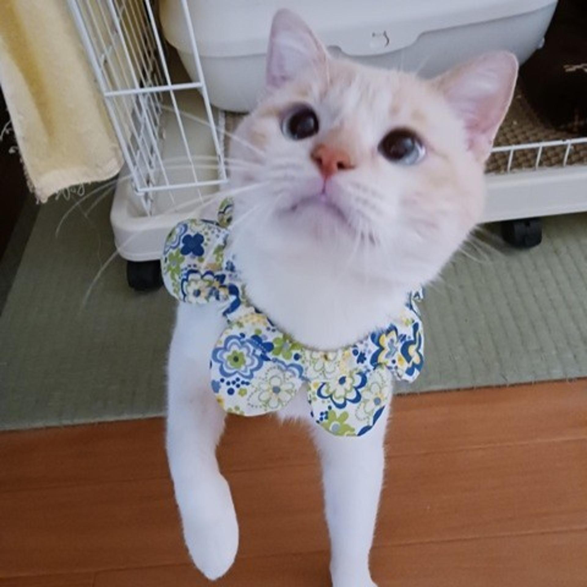 pet-image-3