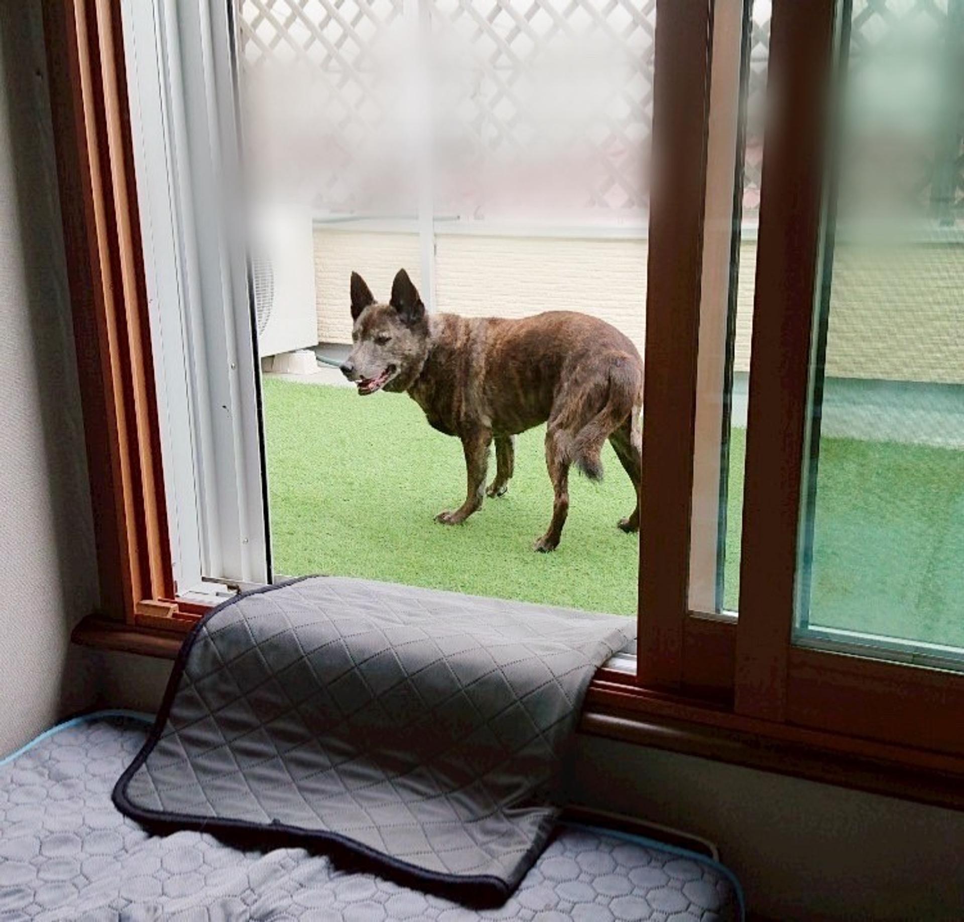 pet-image-4
