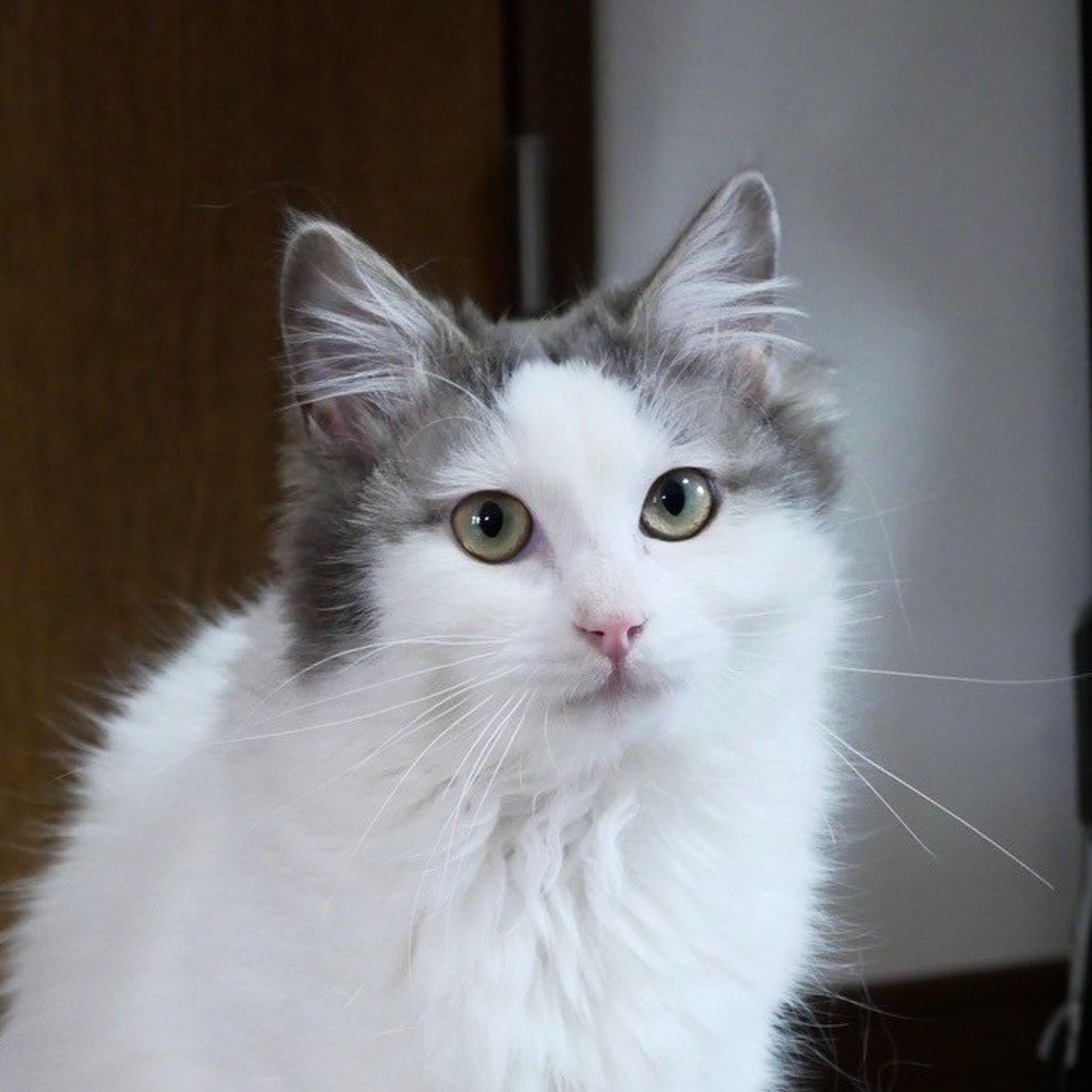 雑種（ミックス猫）・メスの里親募集の写真
