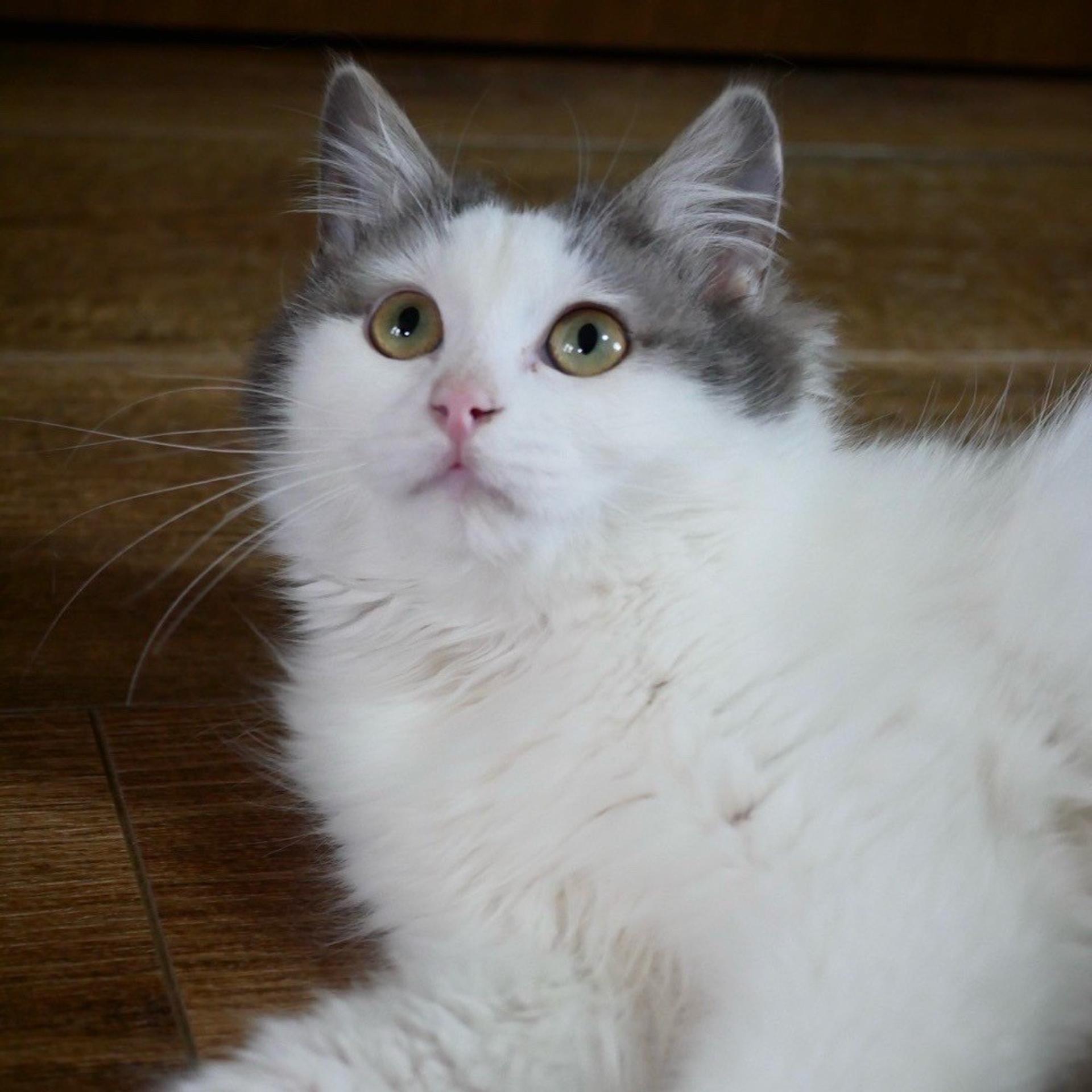 pet-image-2