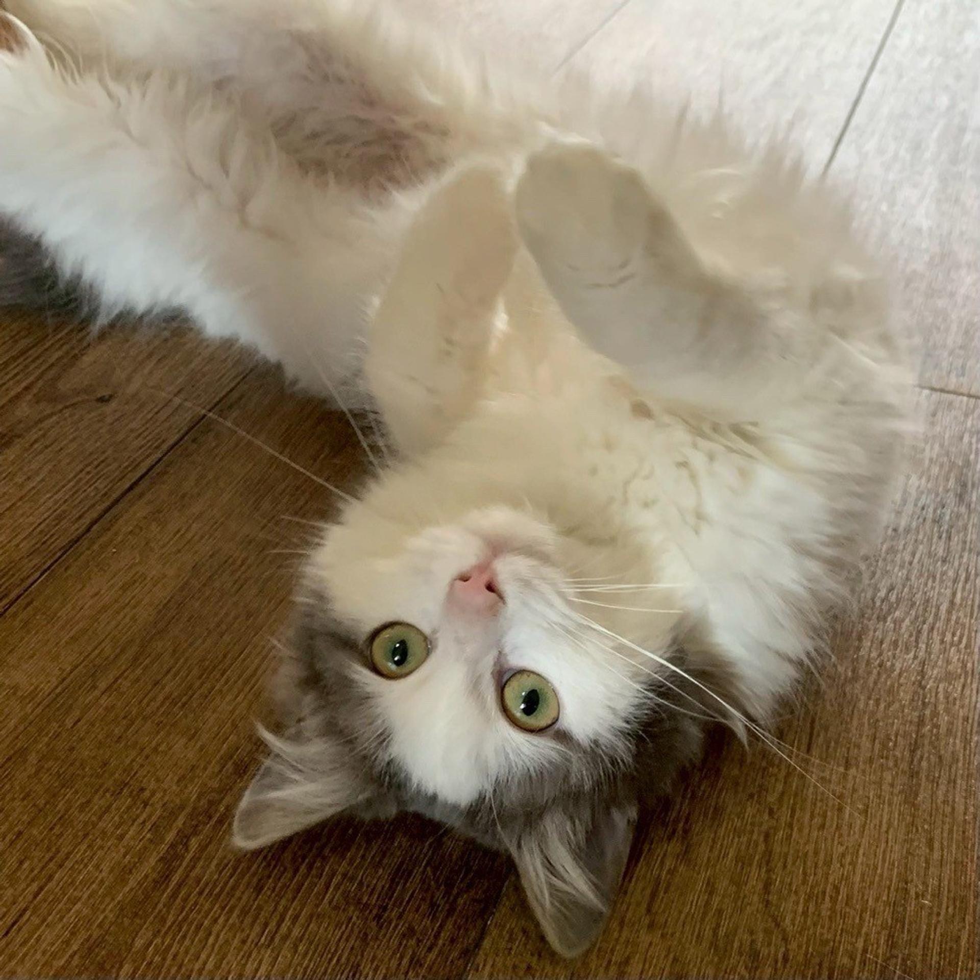 pet-image-4
