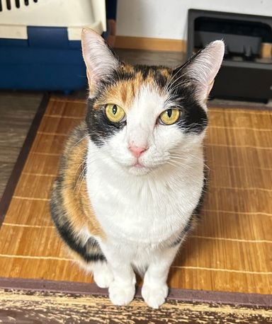 ミキ