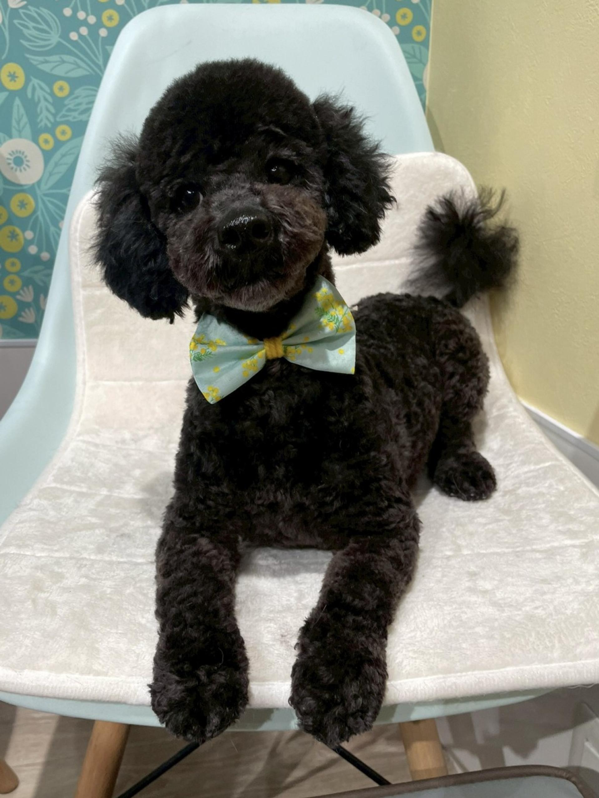 pet-image-2