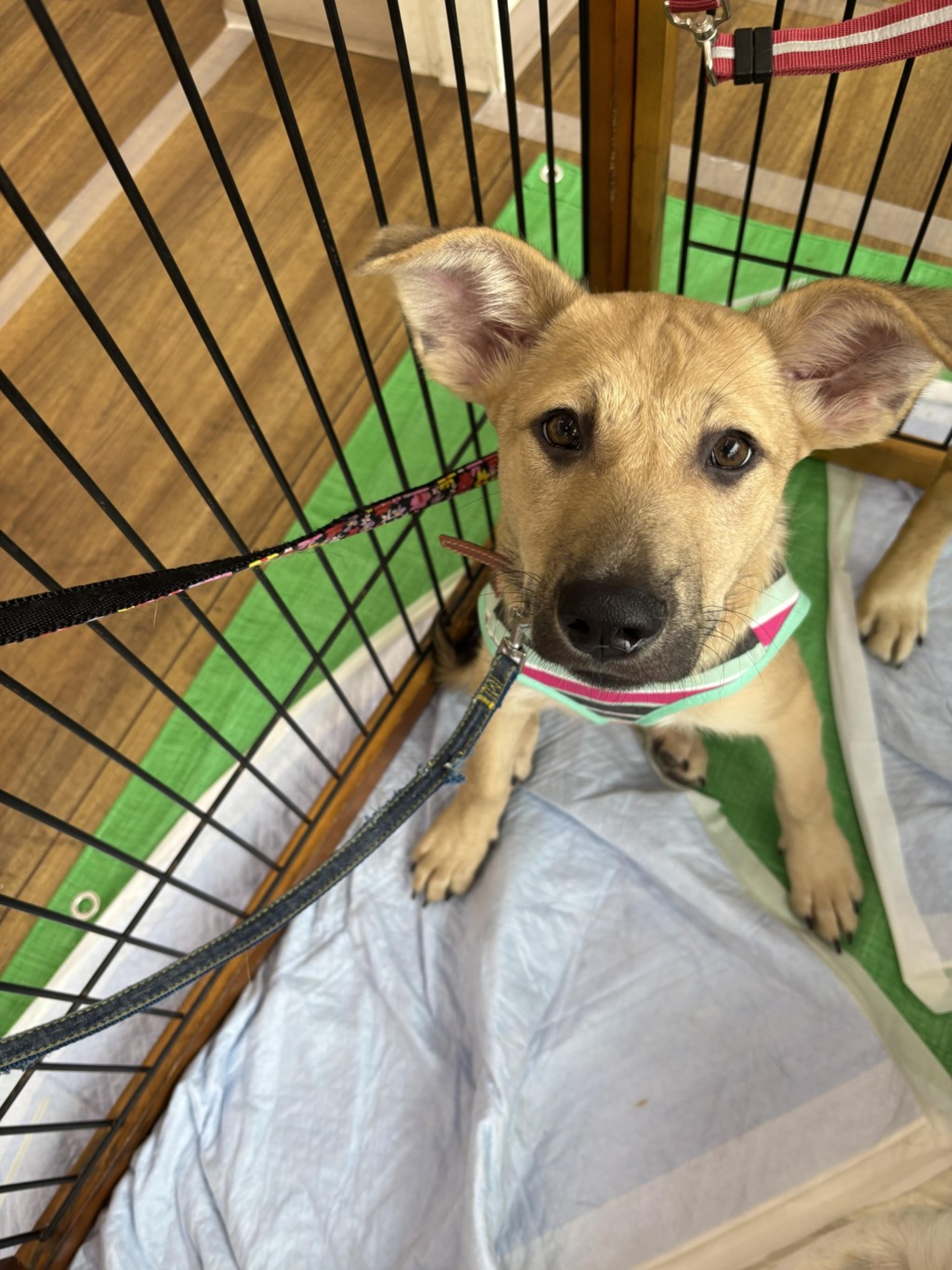 pet-image-3