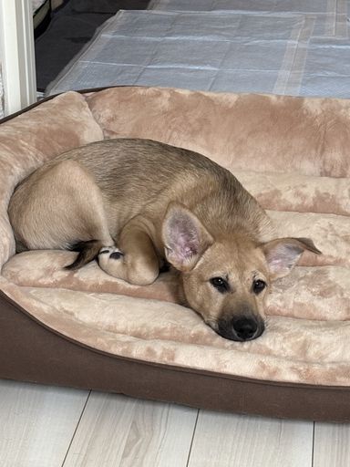 子犬のさくら