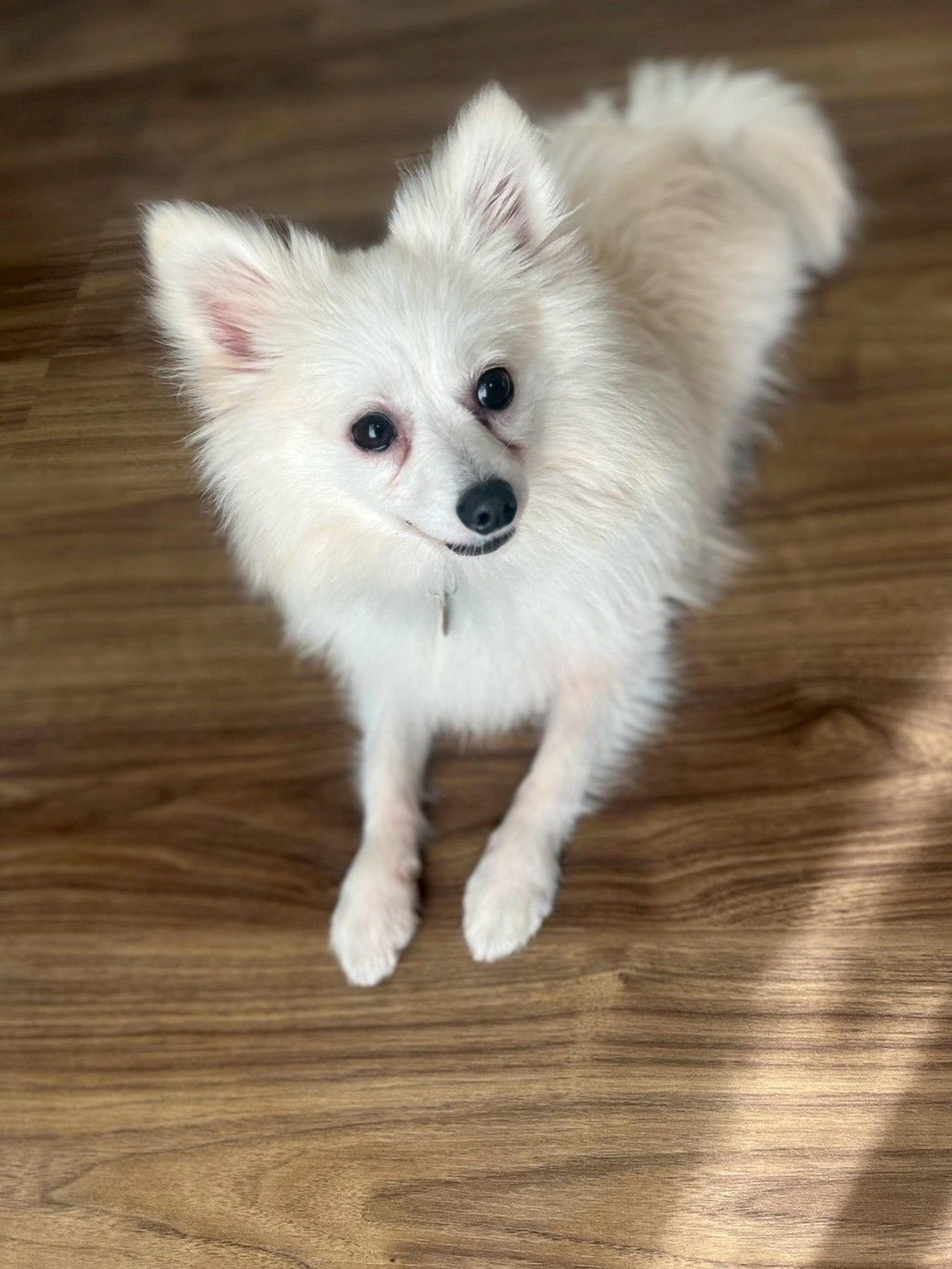 pet-image-2