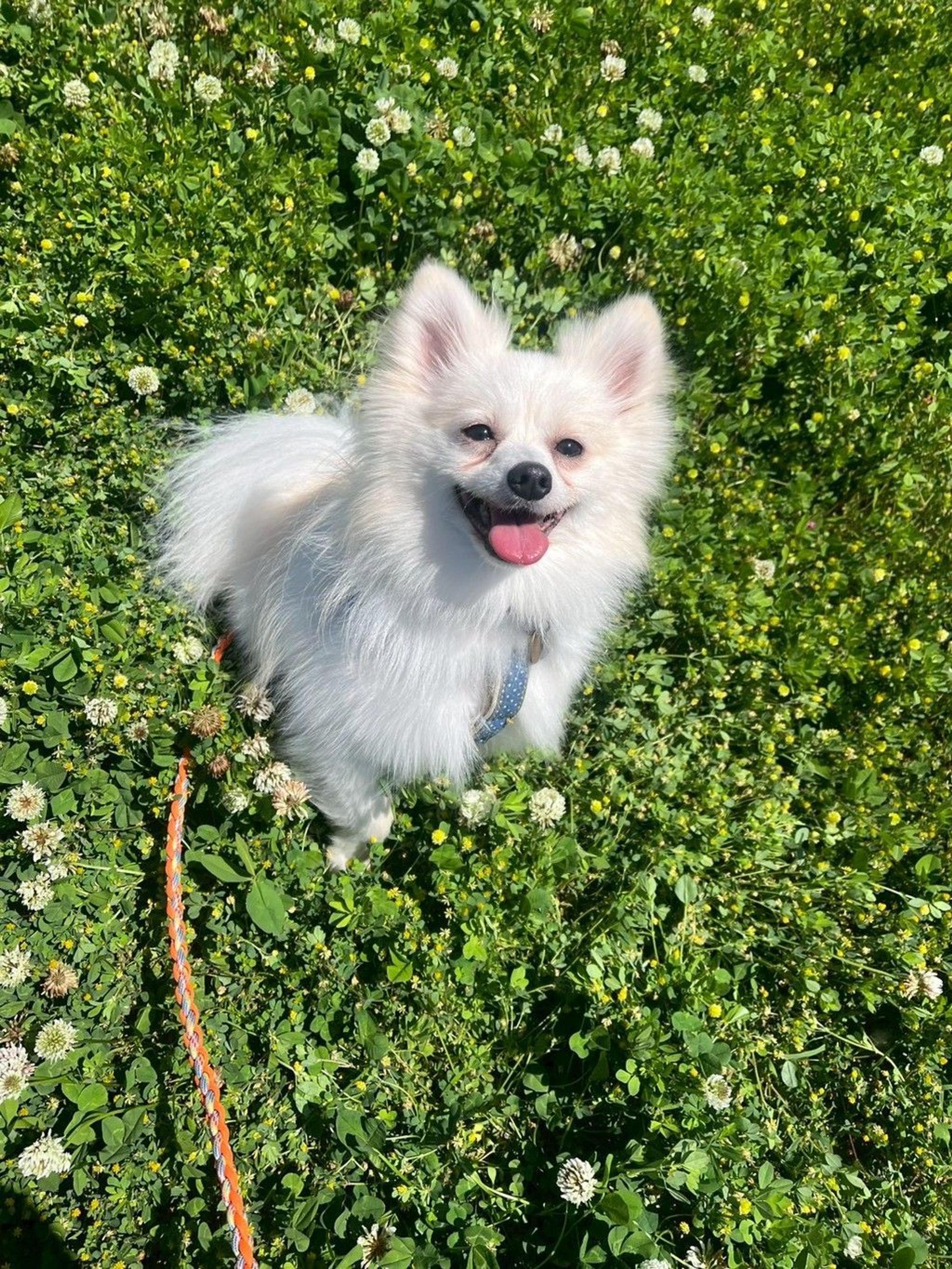 pet-image-4