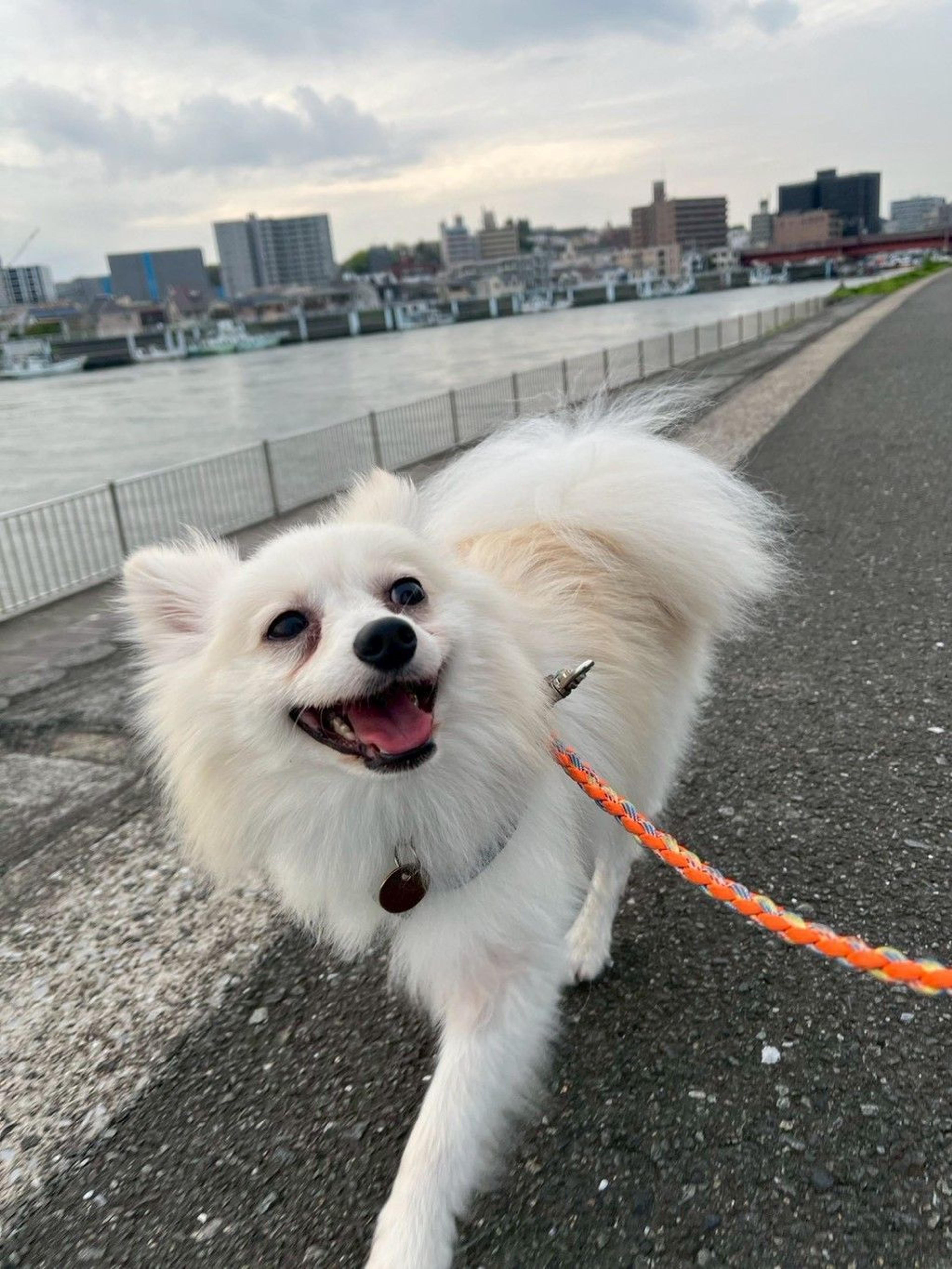 pet-image-5