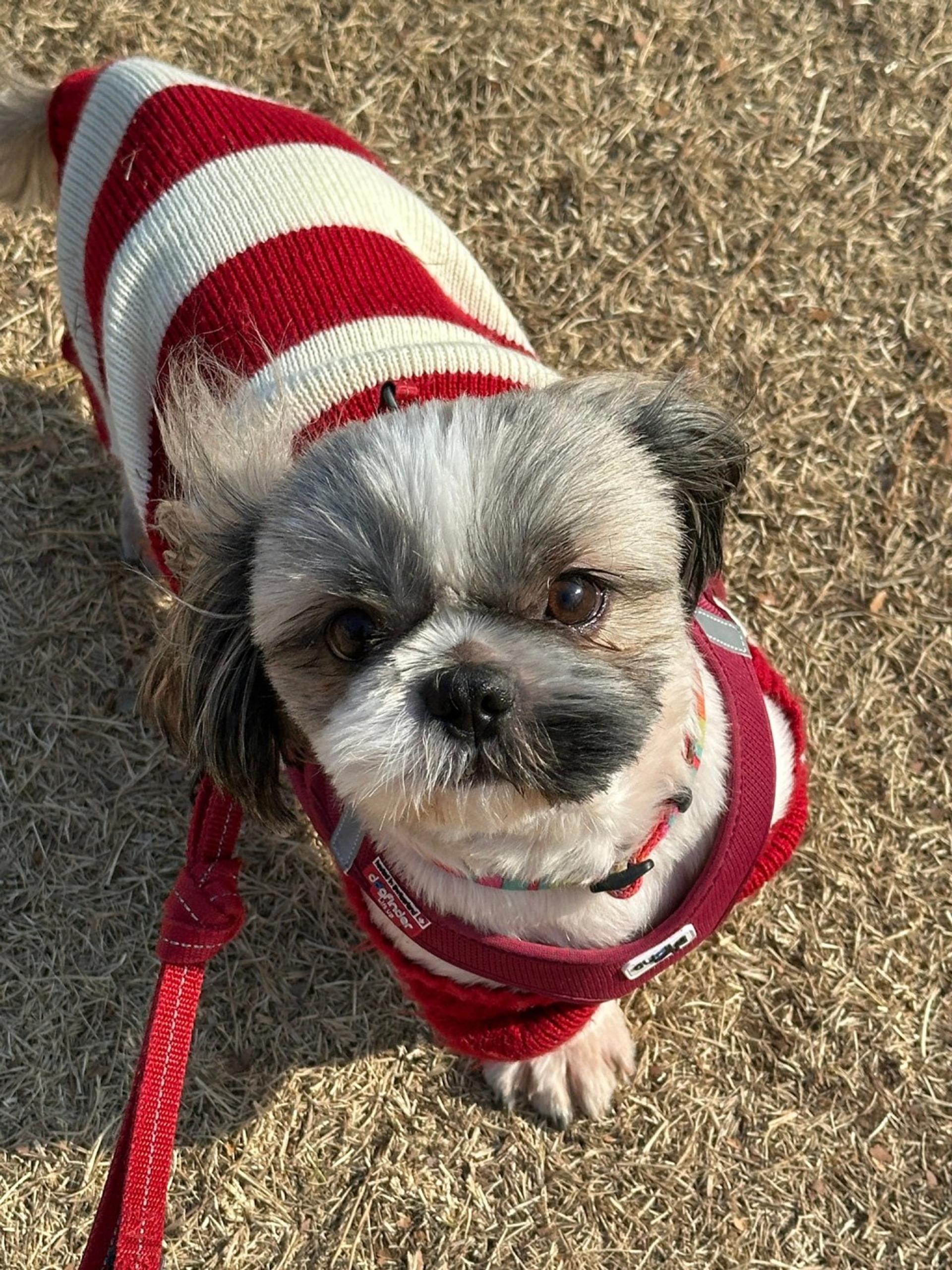 pet-image-2