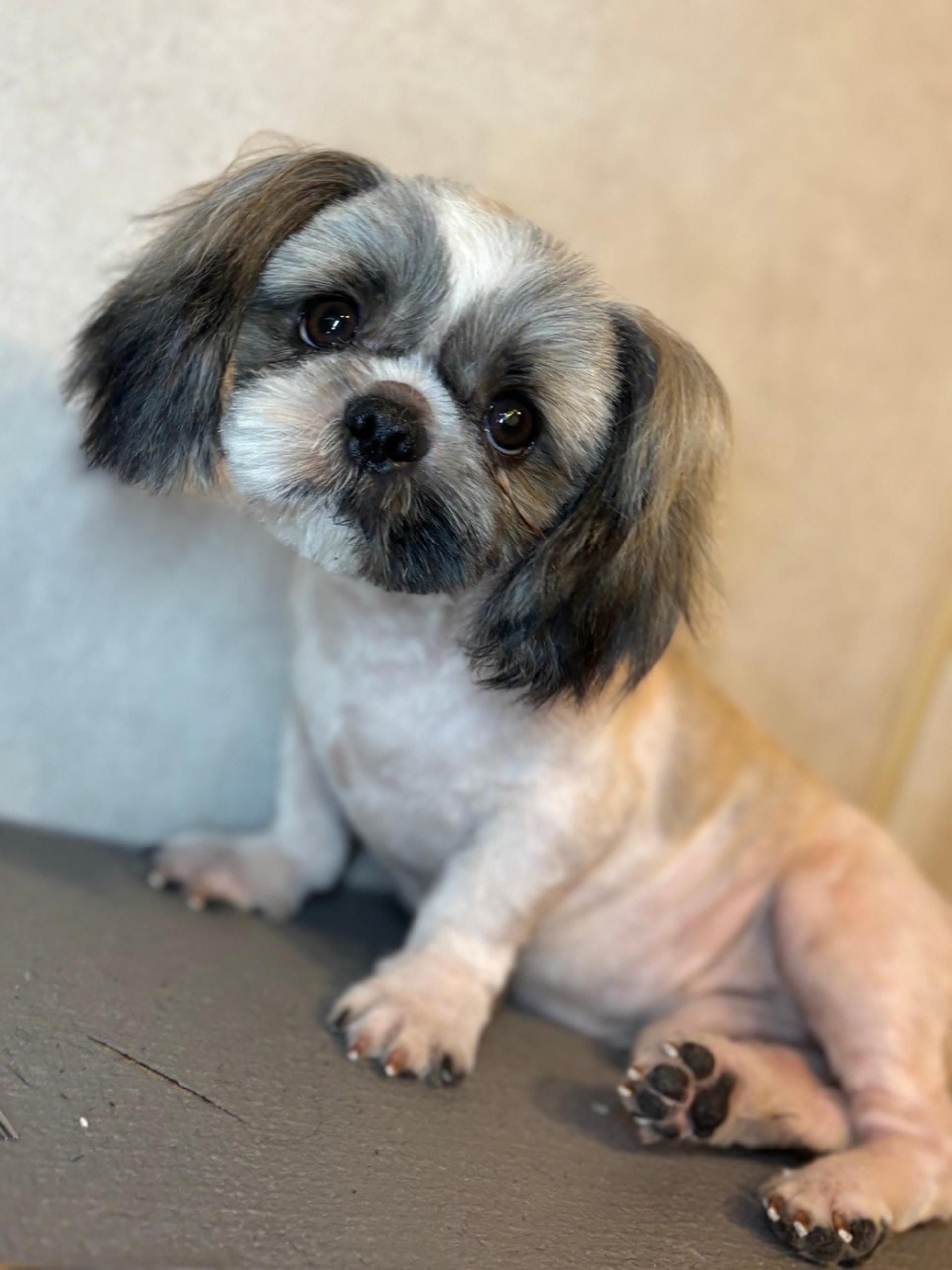 pet-image-4