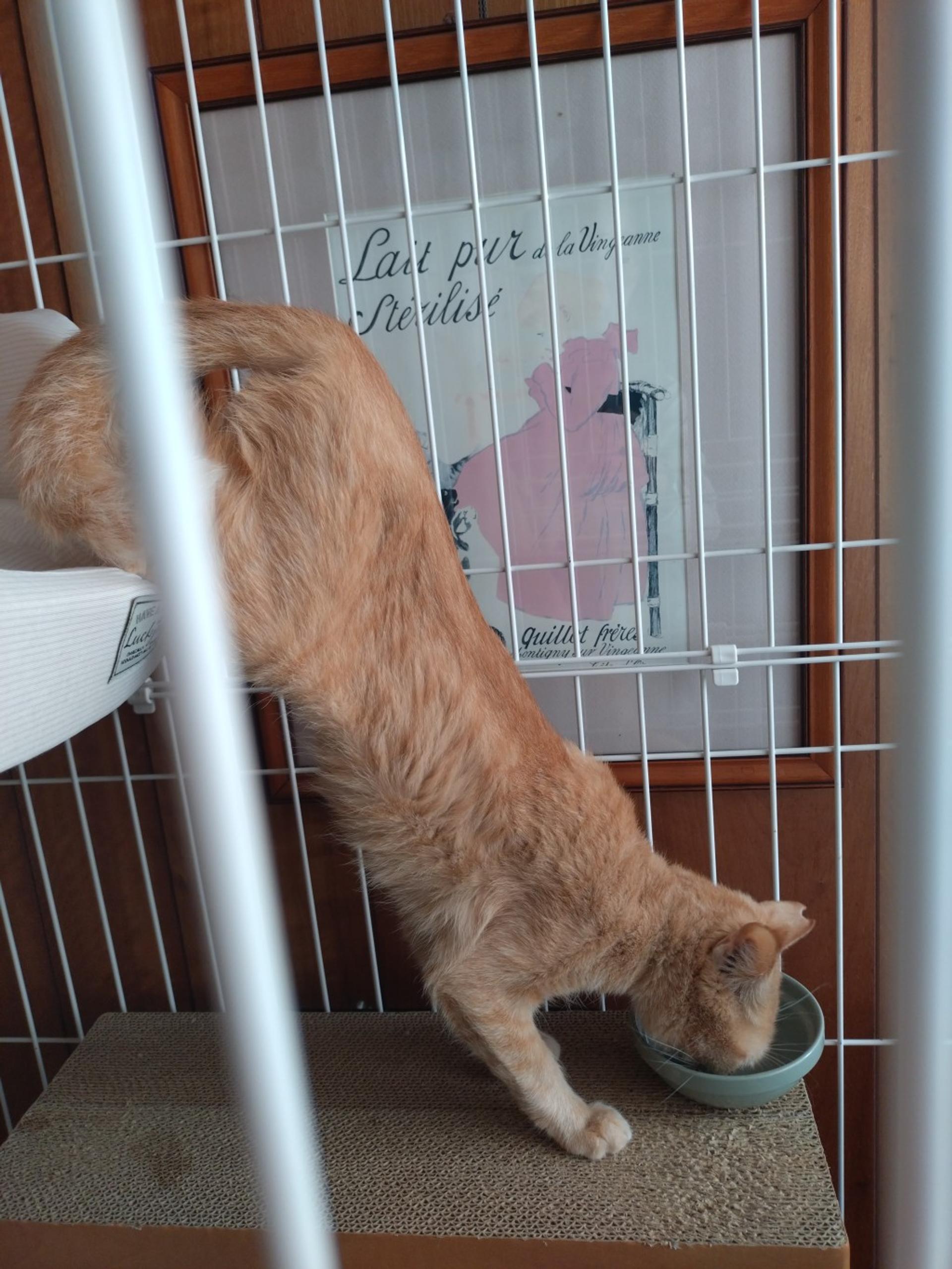 pet-image-4