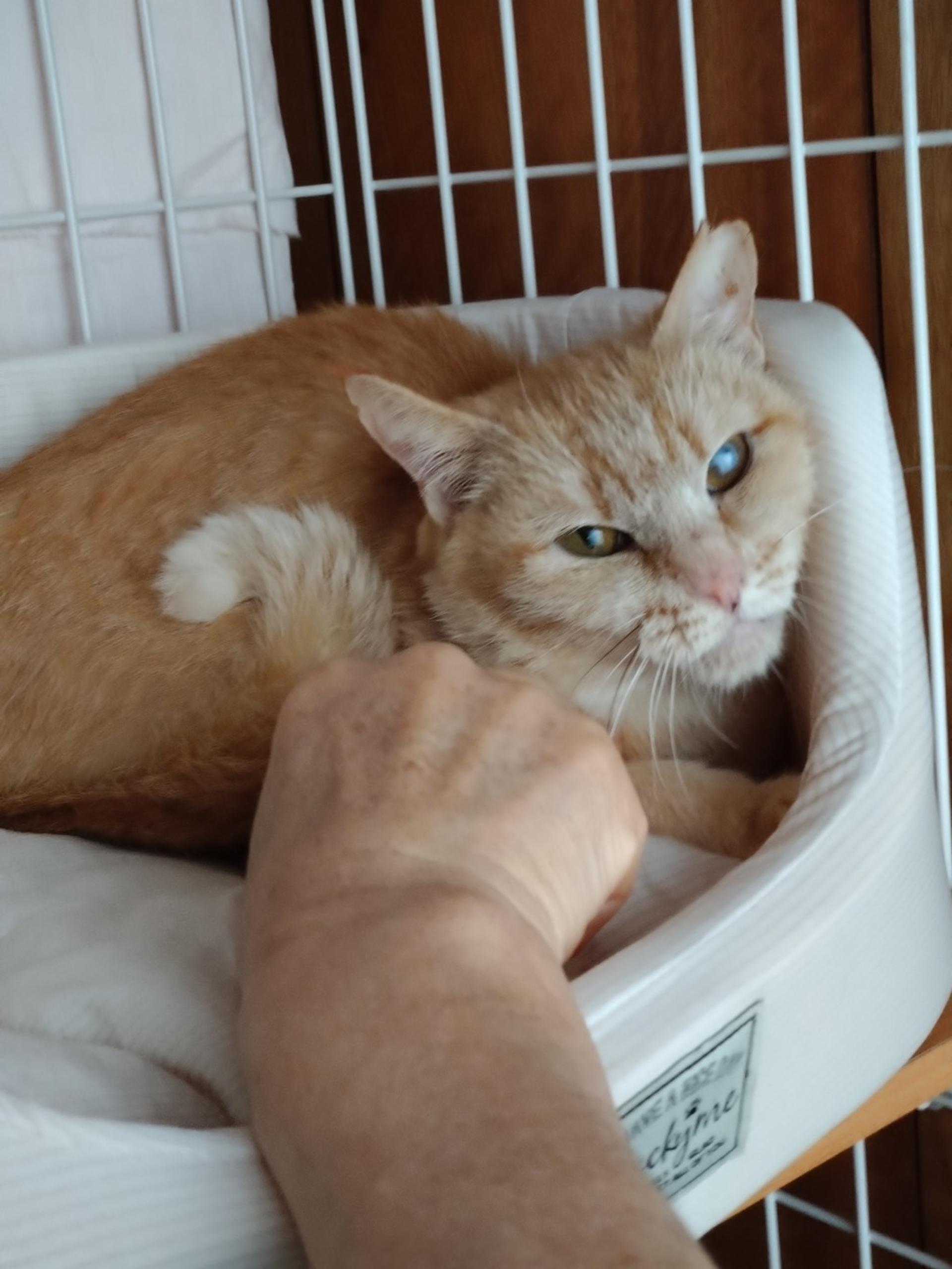 pet-image-3