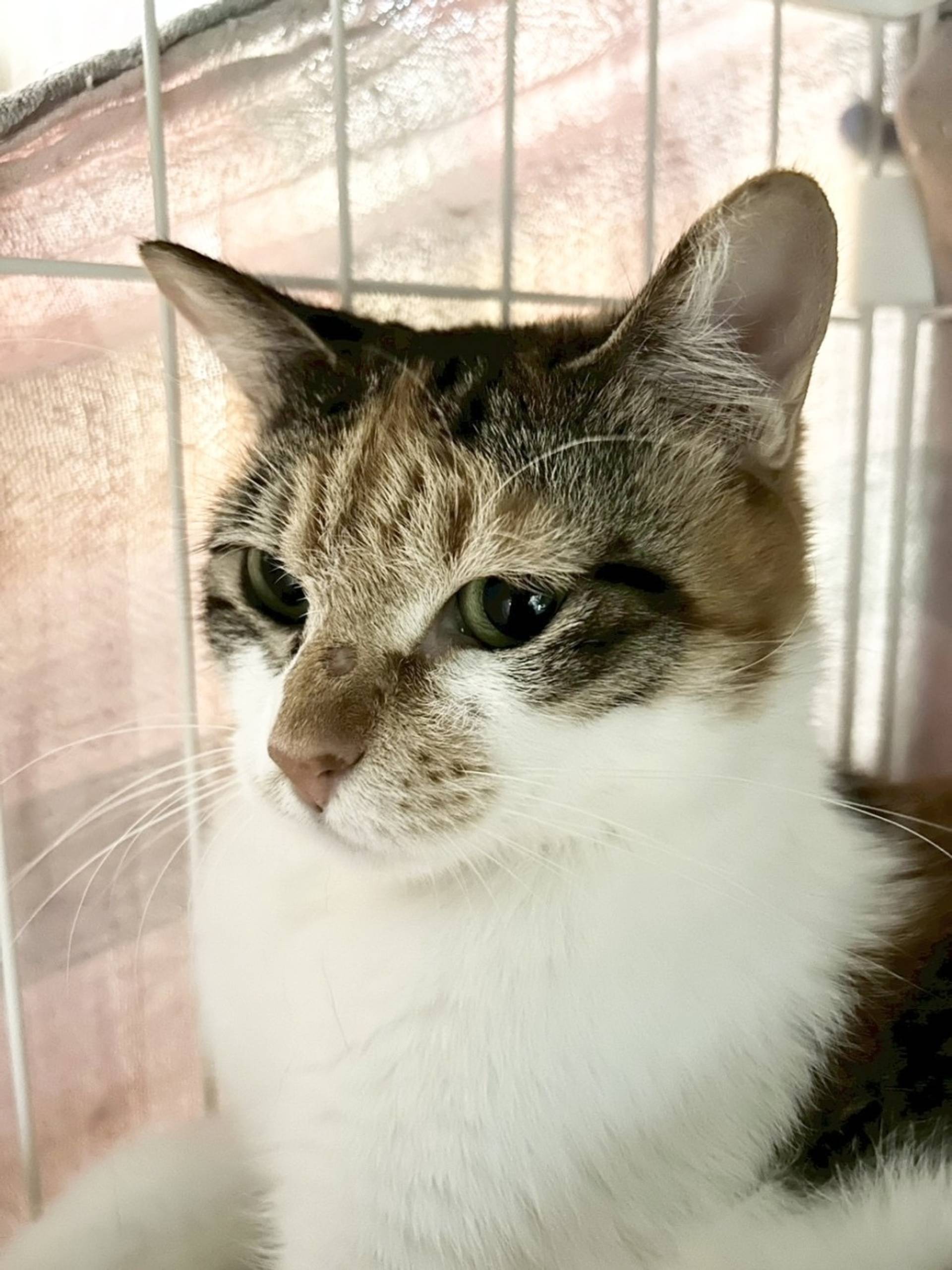日本猫・メスの里親募集の写真