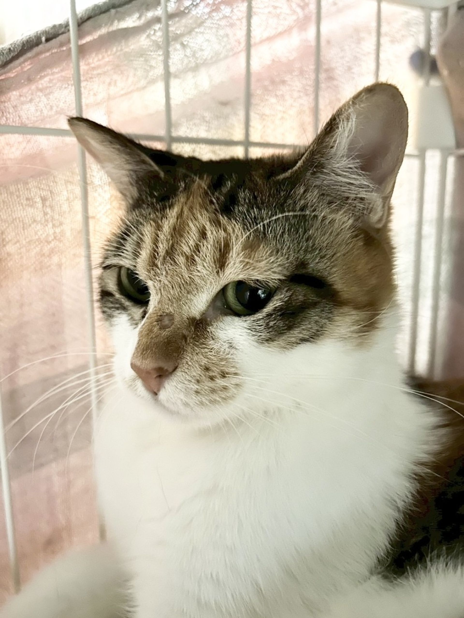 日本猫・メスの里親募集の写真